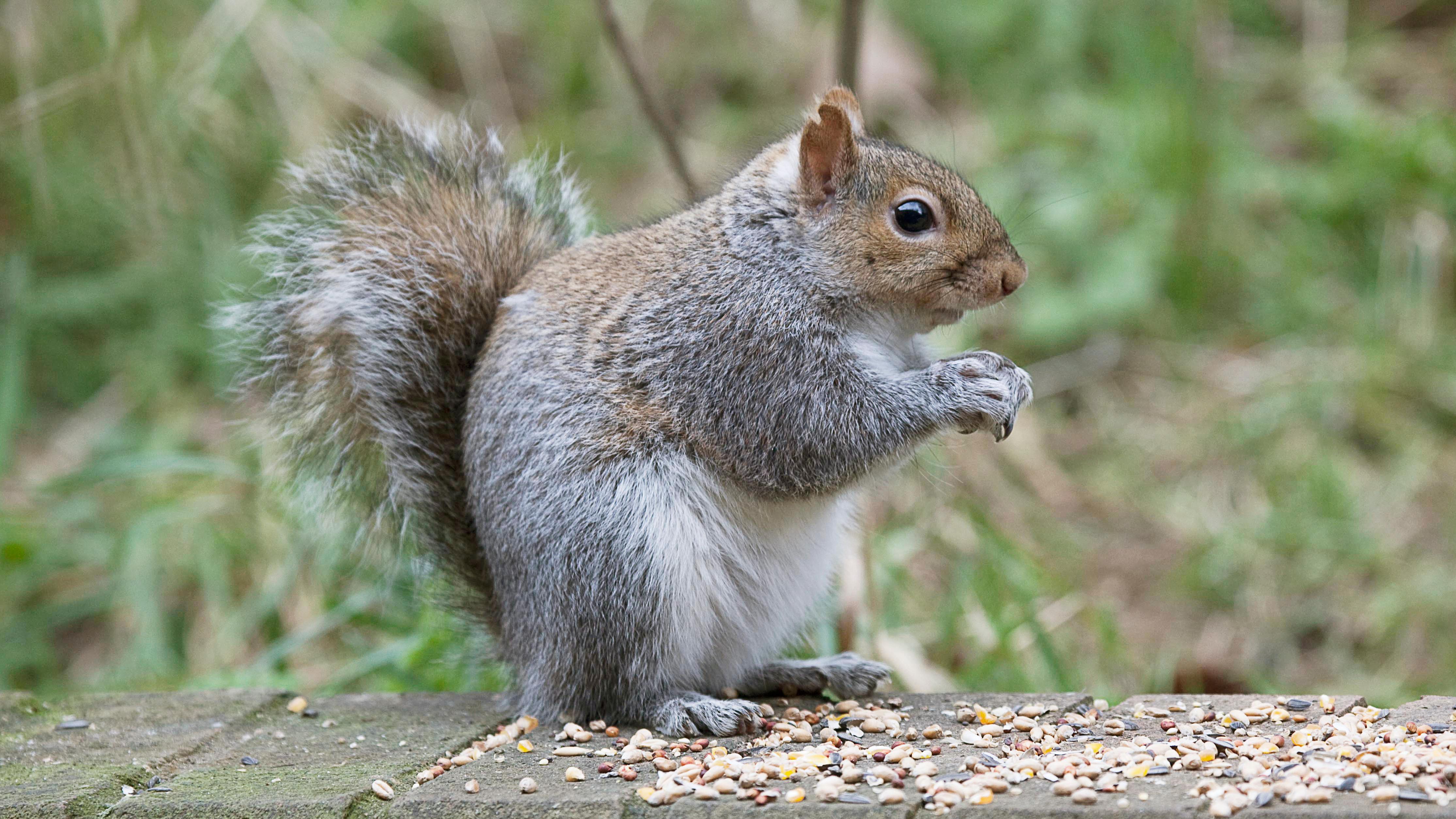 Public outcry at grey squirrel 'massacre' planned by charity | The Times
