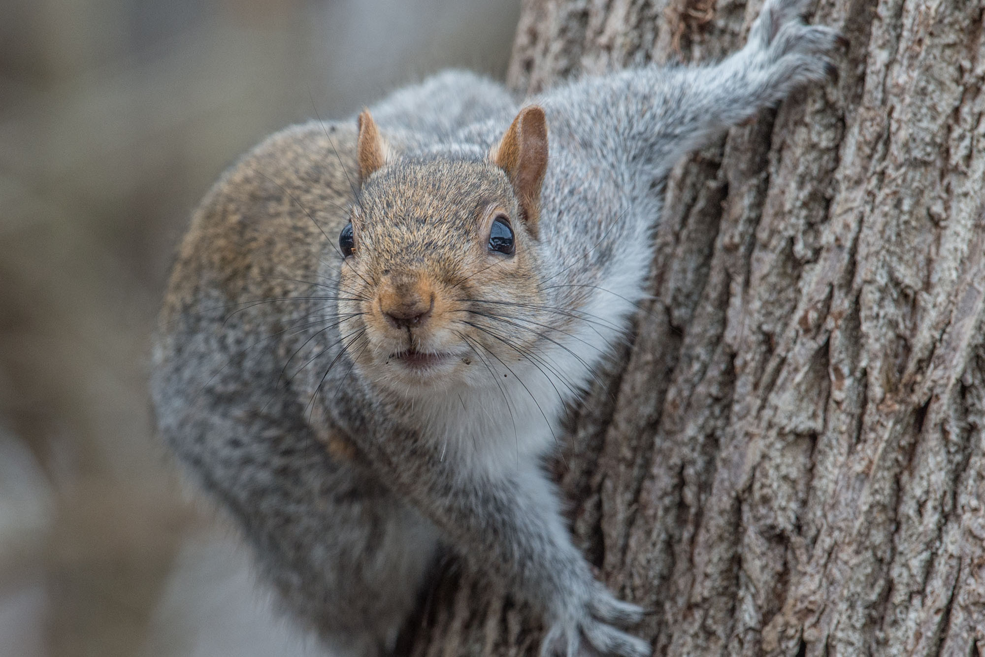 Crazed squirrel goes on biting rampage in Prospect Park