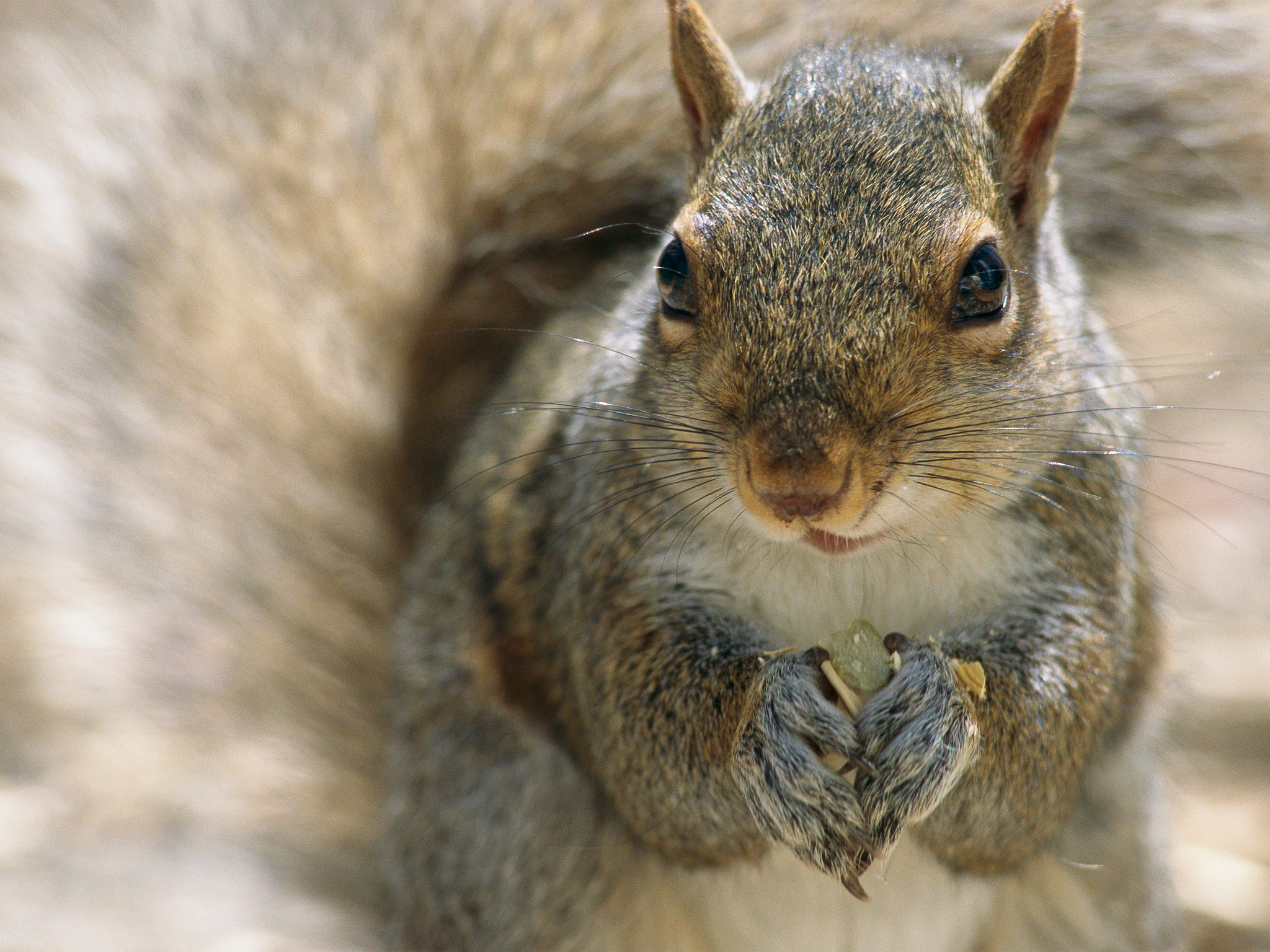 Squirrel Birth Control: To Stop Invasion, Science Gets Seedy