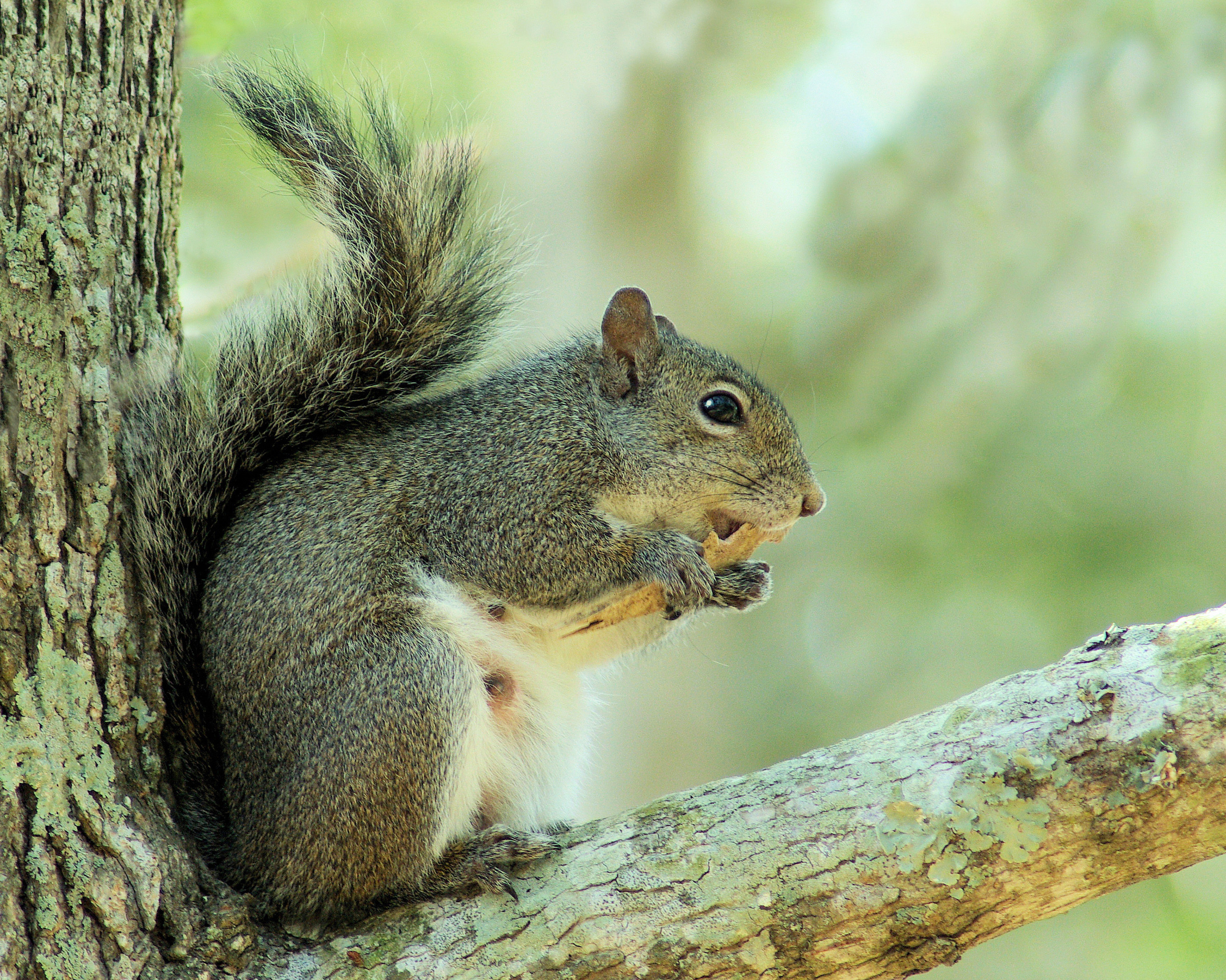 Alabama's Three Species of Squirrels | Outdoor Alabama
