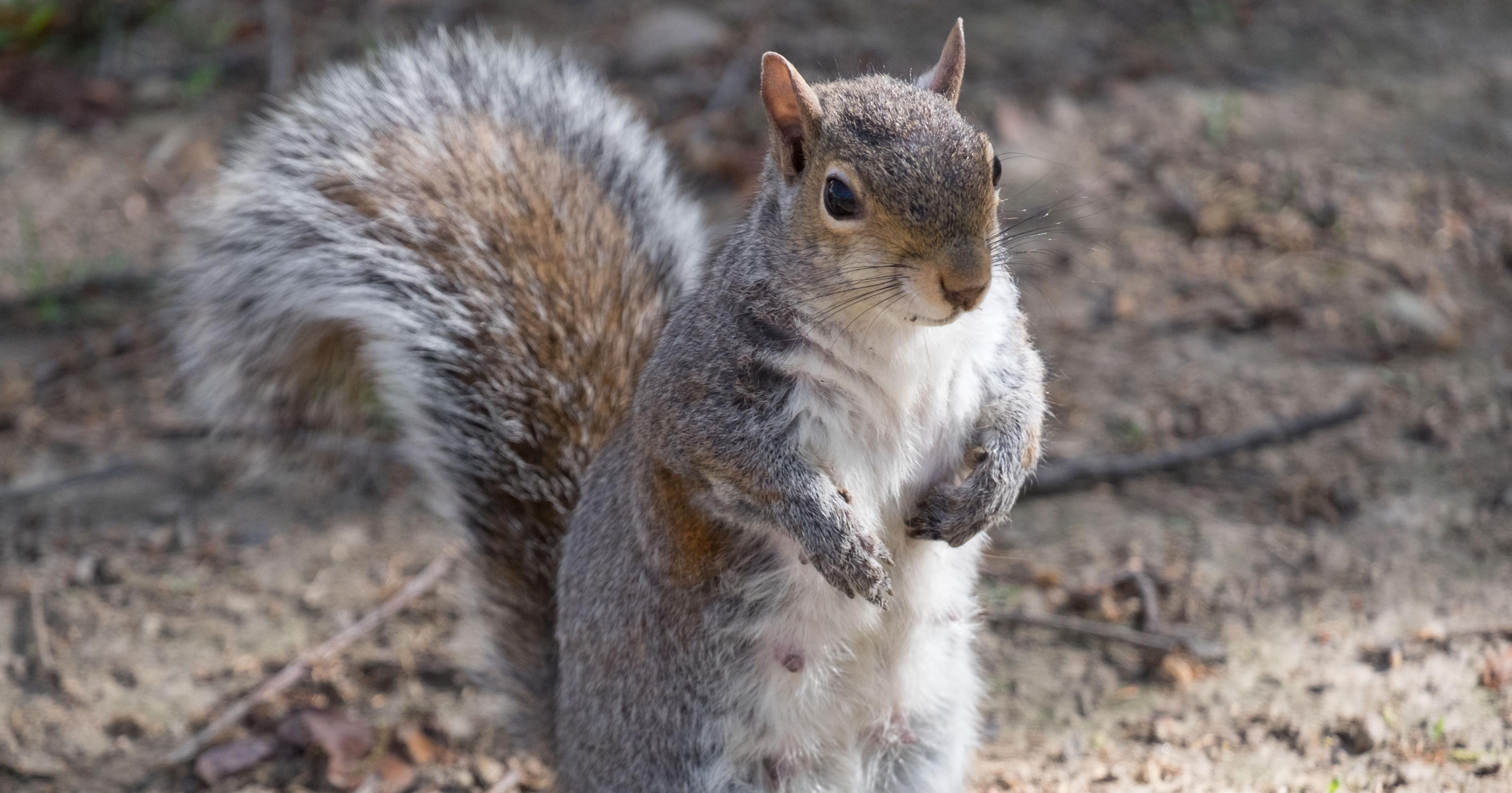How much do you know about squirrels? Test your Squirrel IQ - The ...