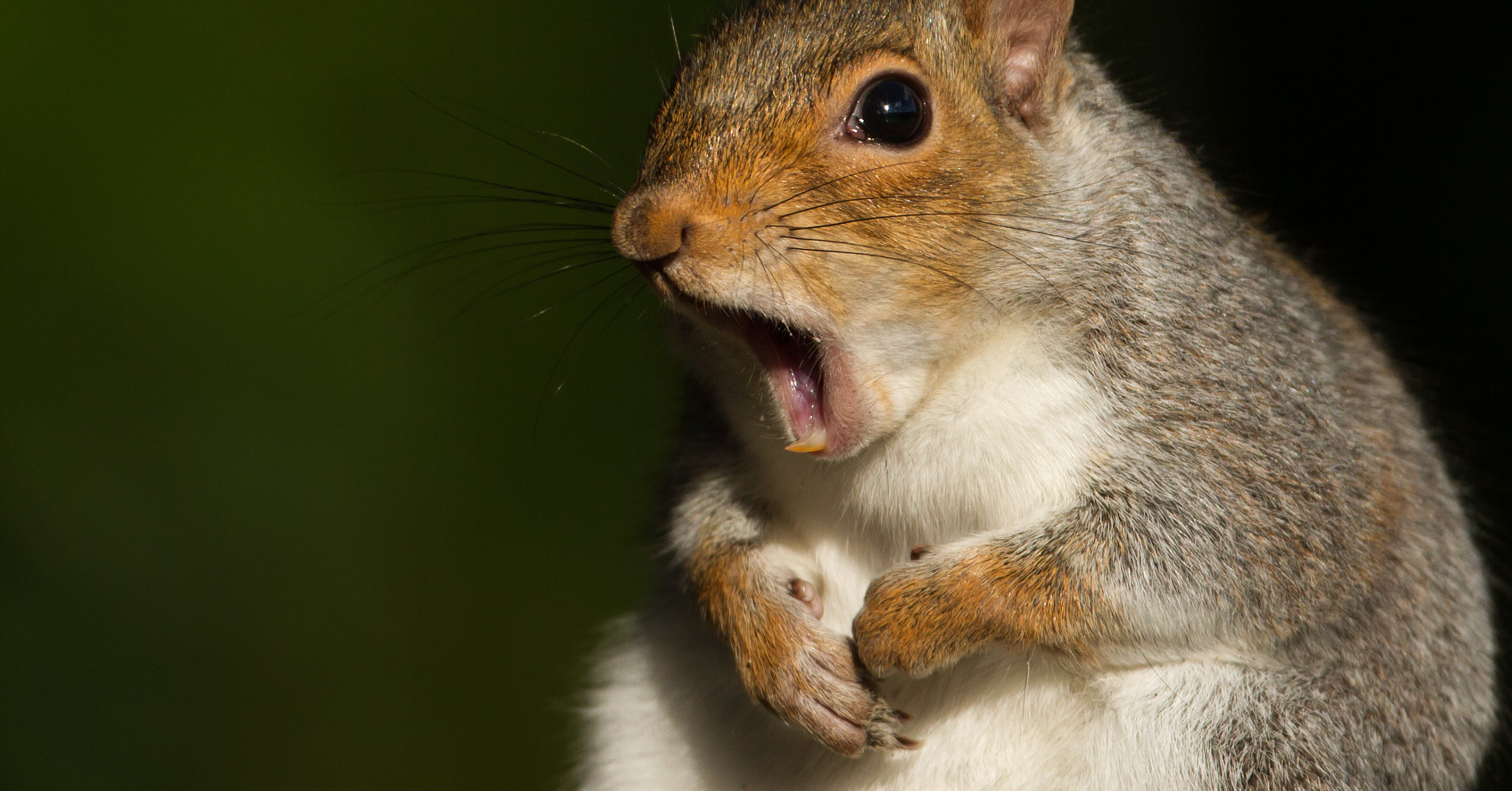 Which Squirrel Matches Your Personality?