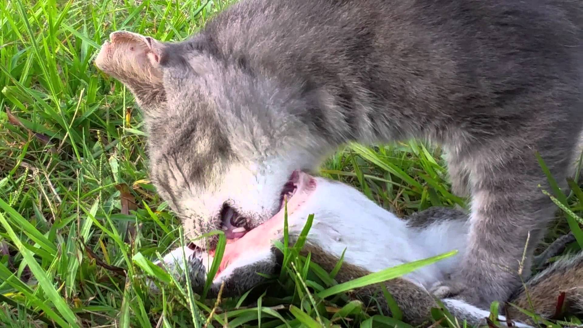 Cat eating squirrel - YouTube