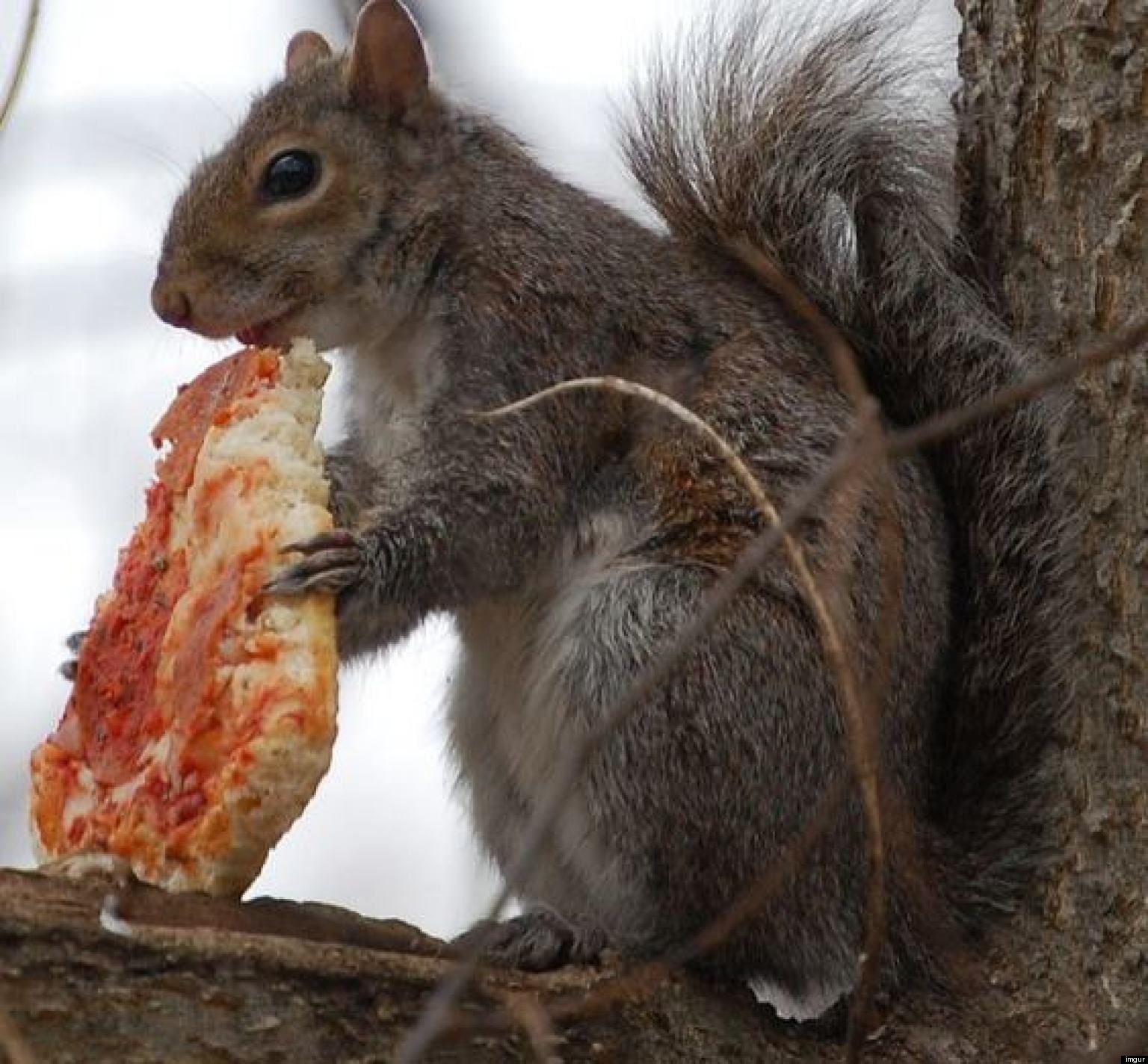 Check Out These Squirrels Eating Pizza, French Fries And Other Junk ...