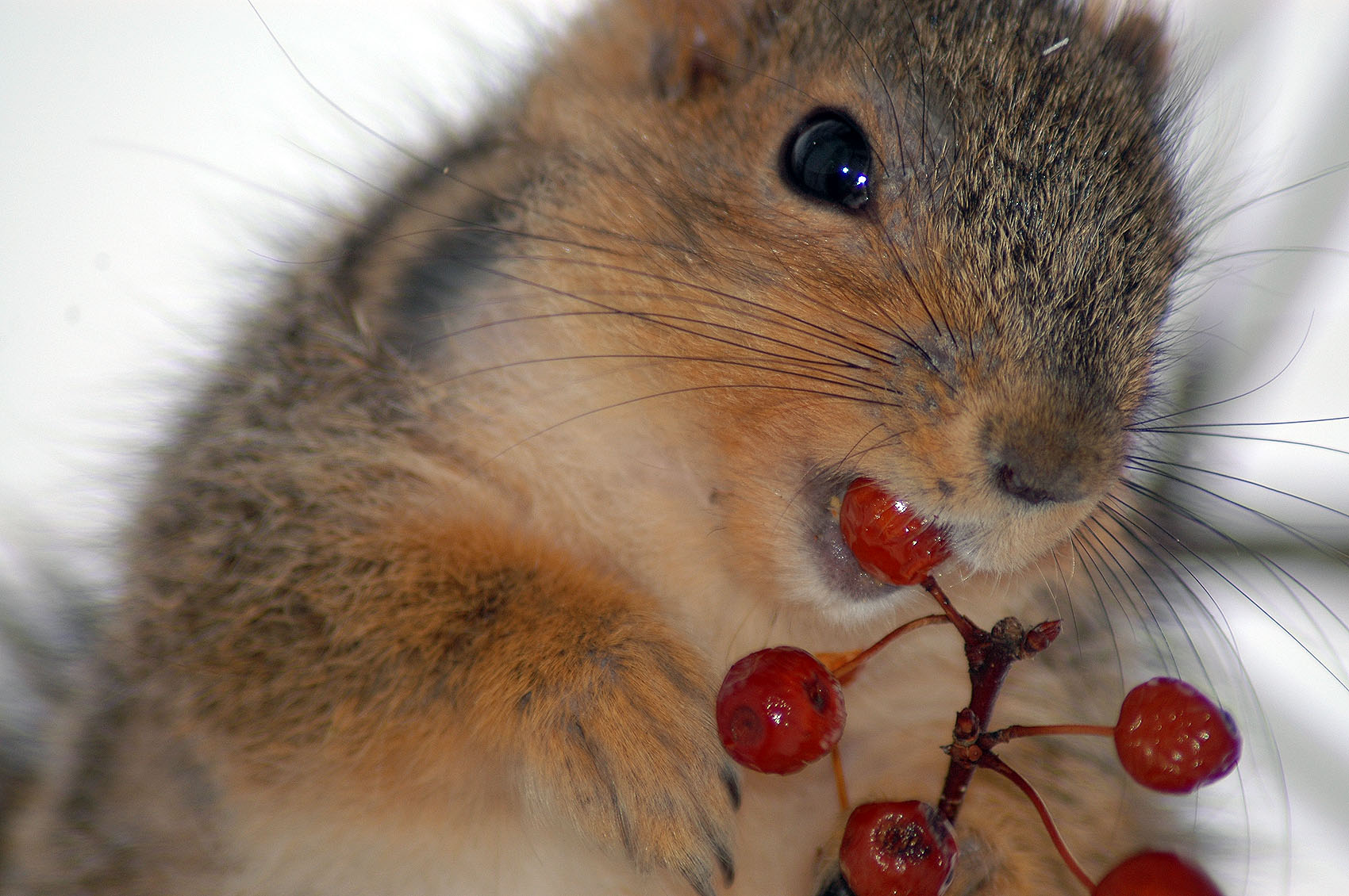 View image - Squirrel Eating a Berry (1) - Abstract Influence