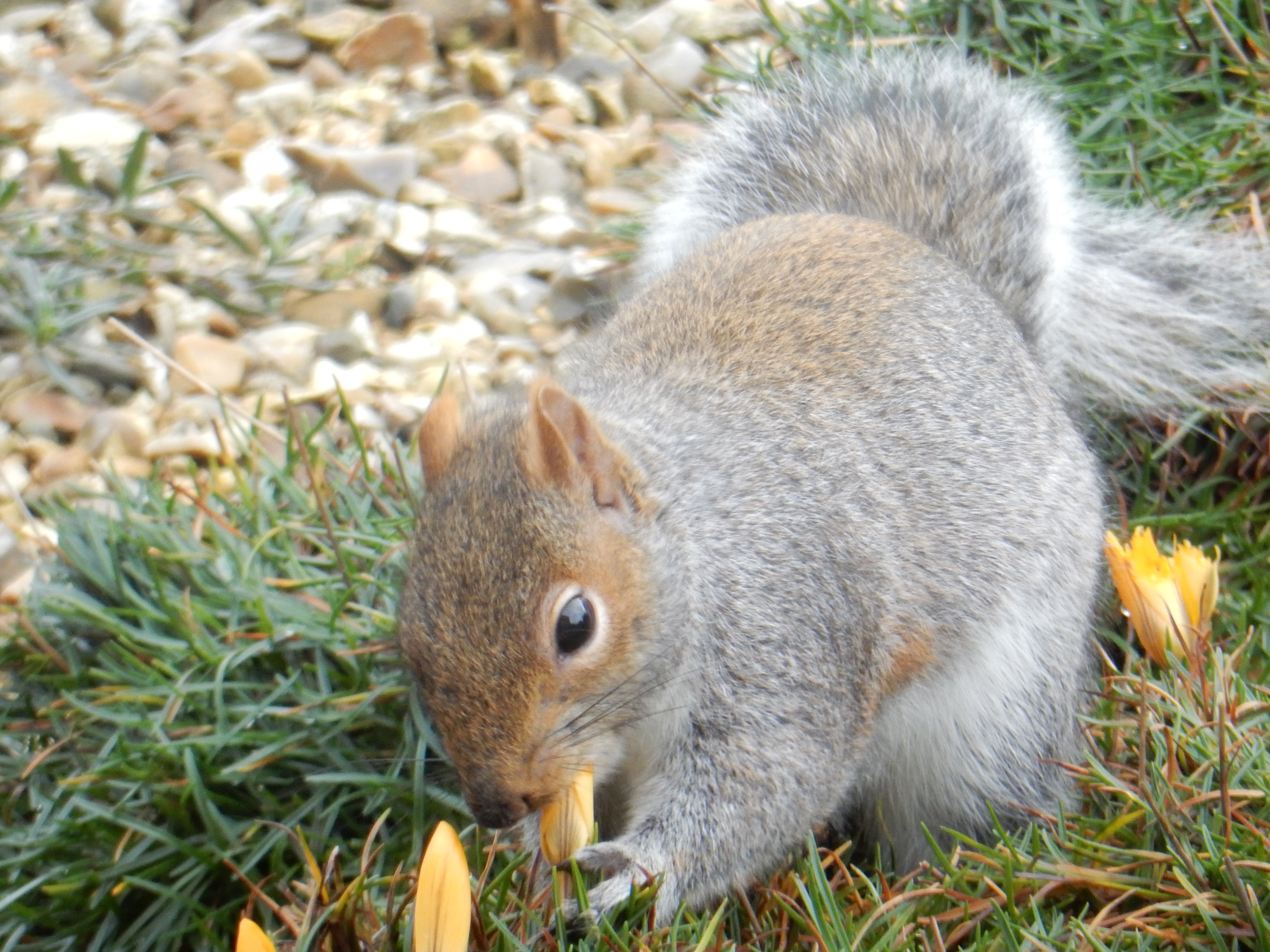 How to stop a squirrel eating my crocuses — Forum | gardenersworld.com