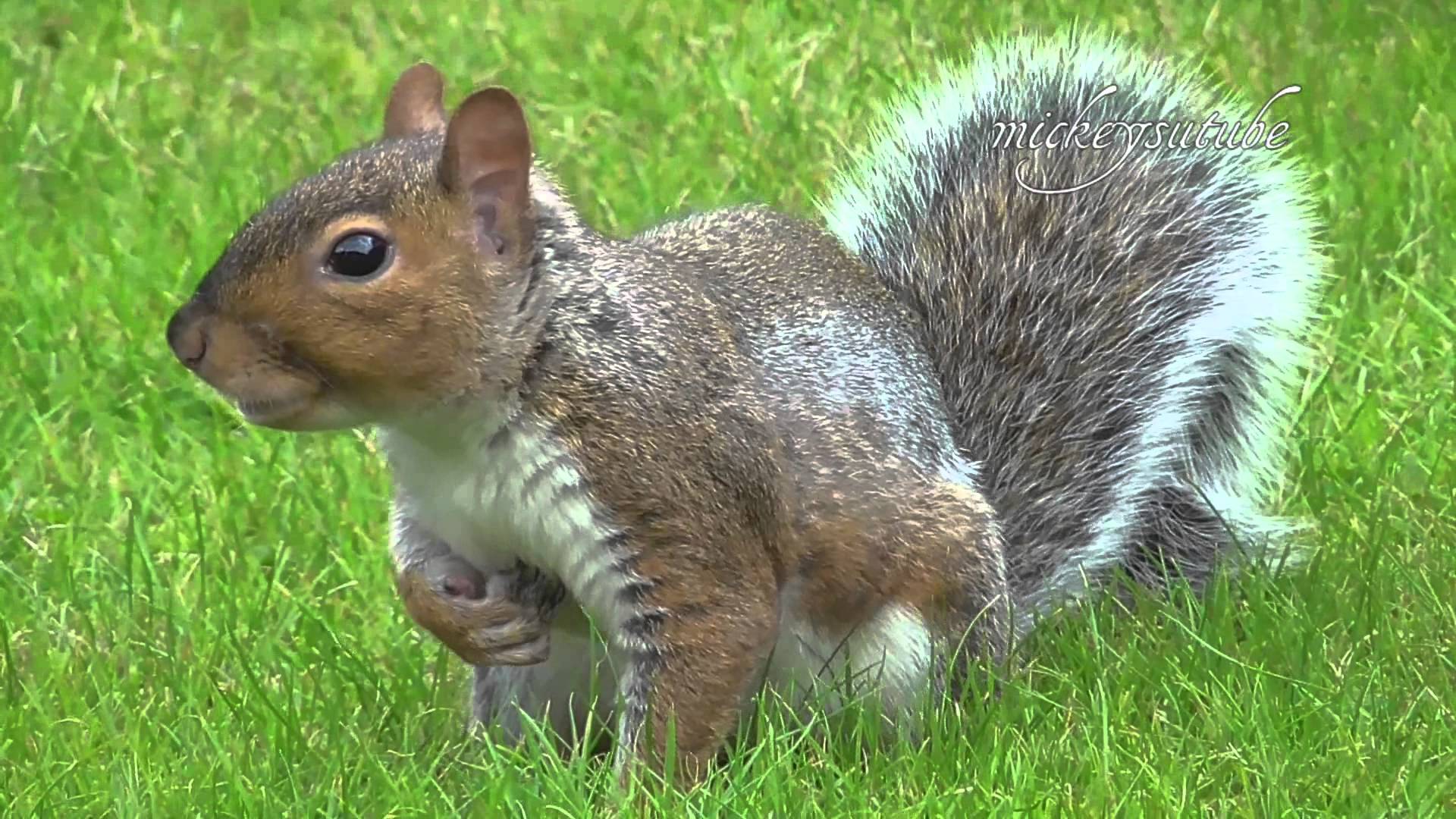 Squirrel eating raspberry - YouTube