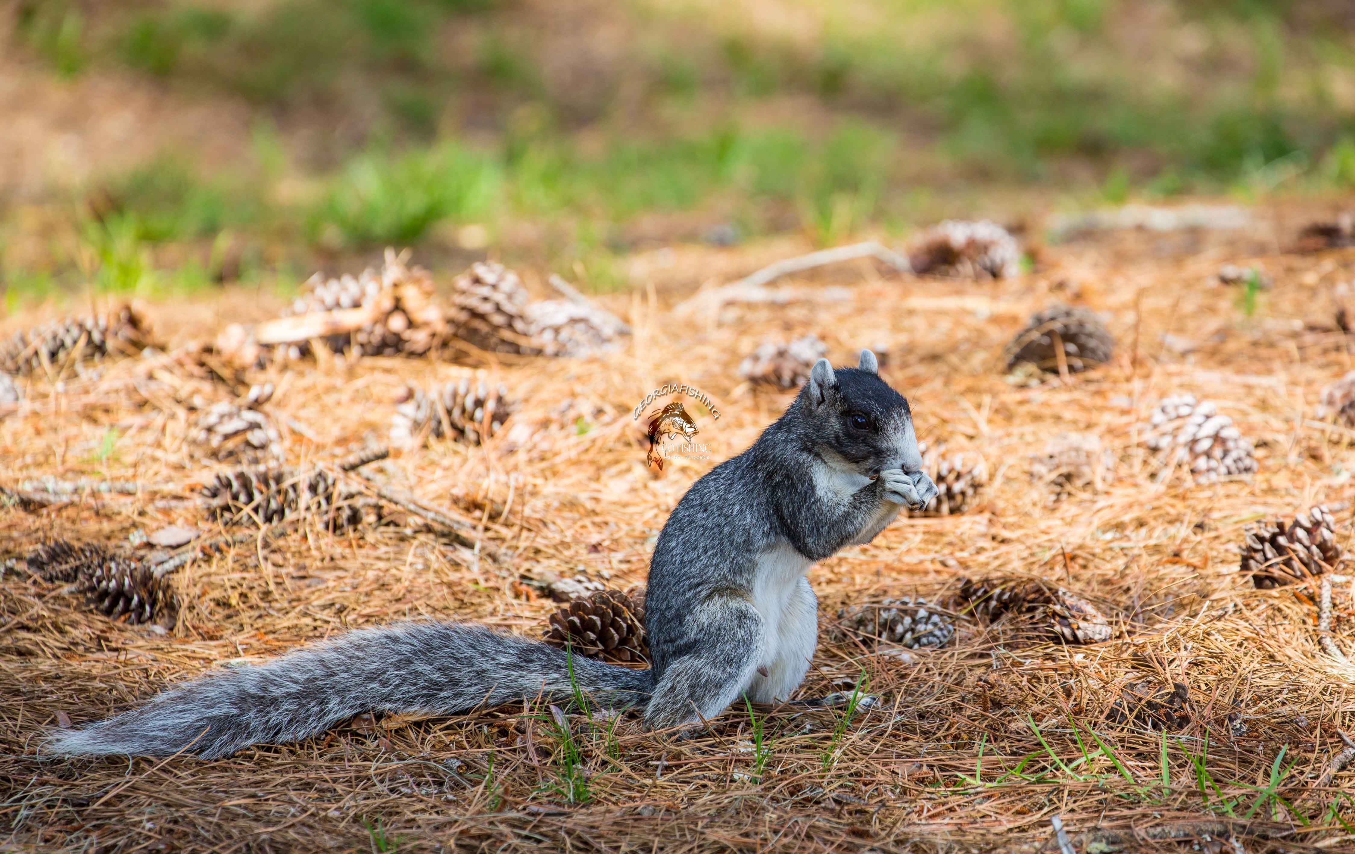 Fox Squirrel Eating-Photo by Bill Vanderford | Georgia Fishing