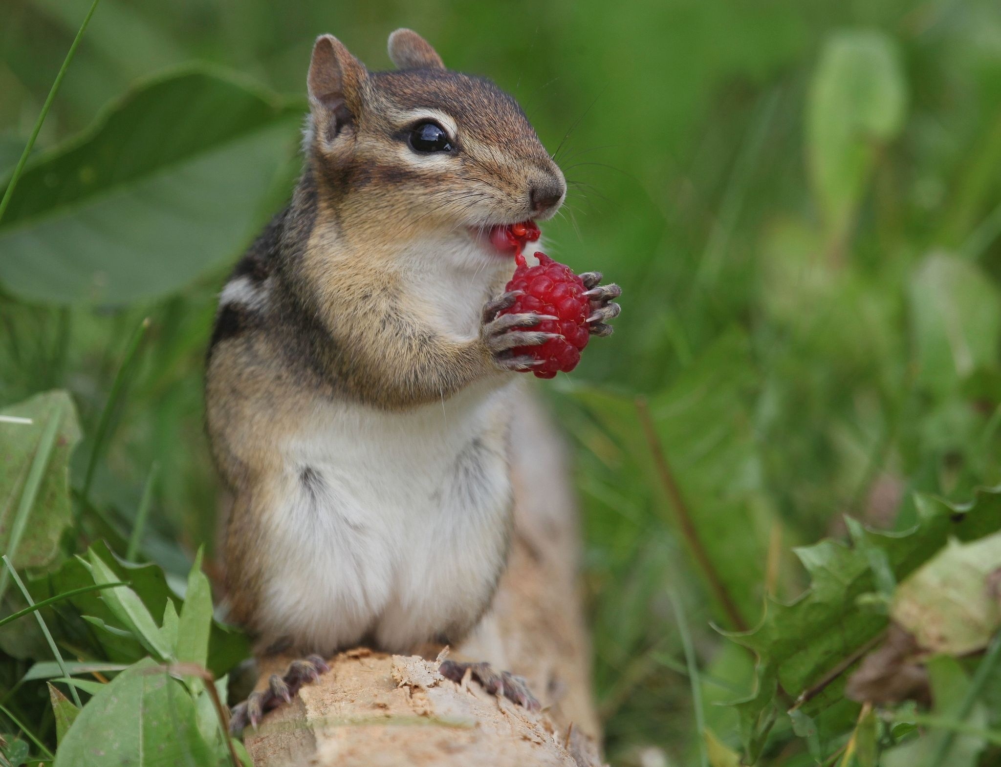Squirrel eating raspberry - Imgur