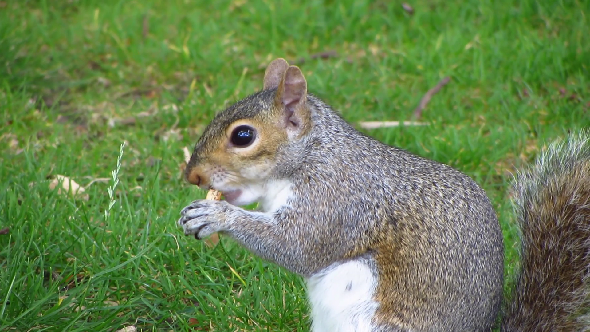 Gray Squirrel Eating on the Grass Stock Video Footage - VideoBlocks