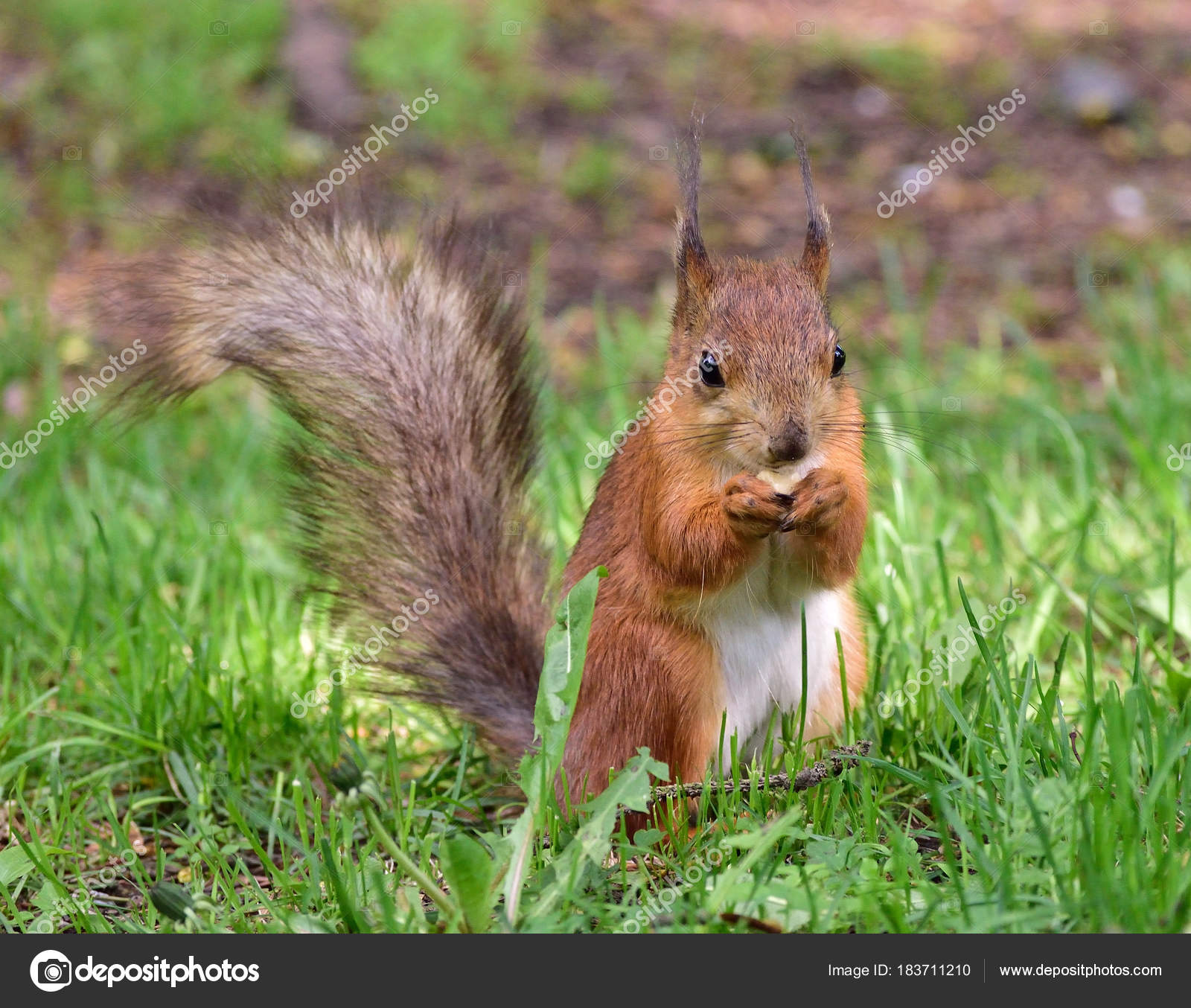 Cute Red Squirrel Eating Nut Grass — Stock Photo © Astellas #183711210
