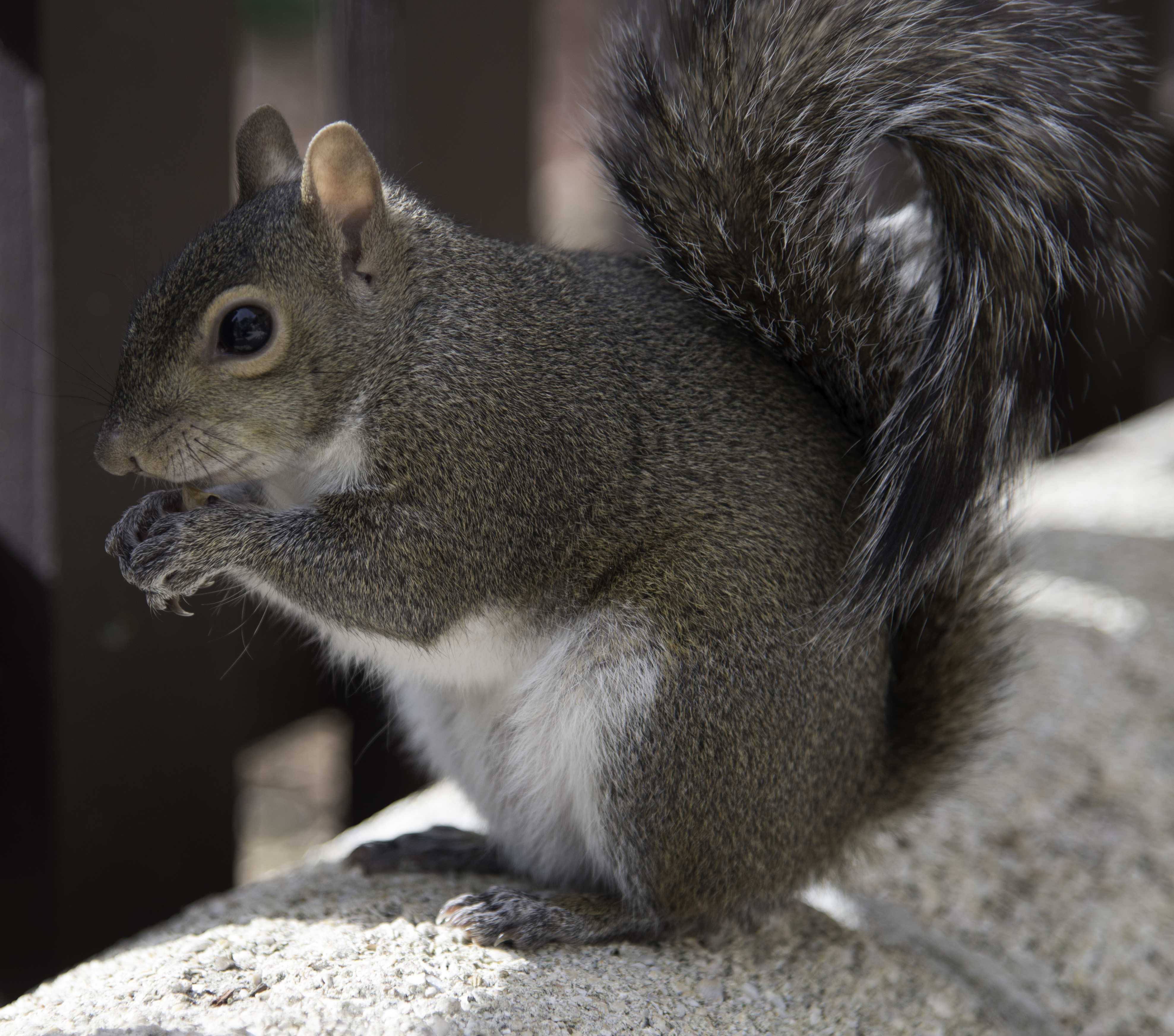 Squirrel eating Peanut image - Free stock photo - Public Domain ...