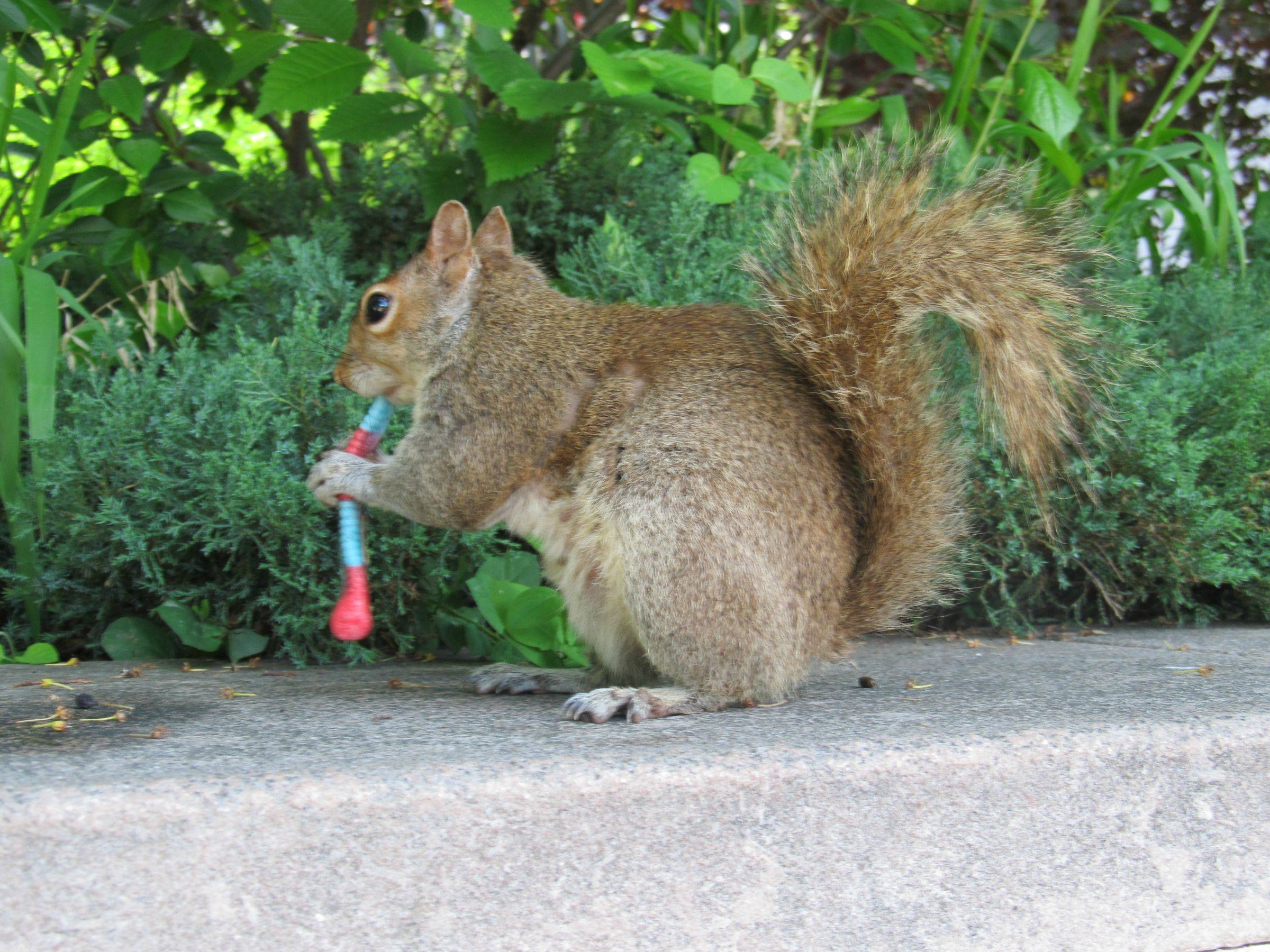 Squirrel Eating a Gummy Worm - Imgur
