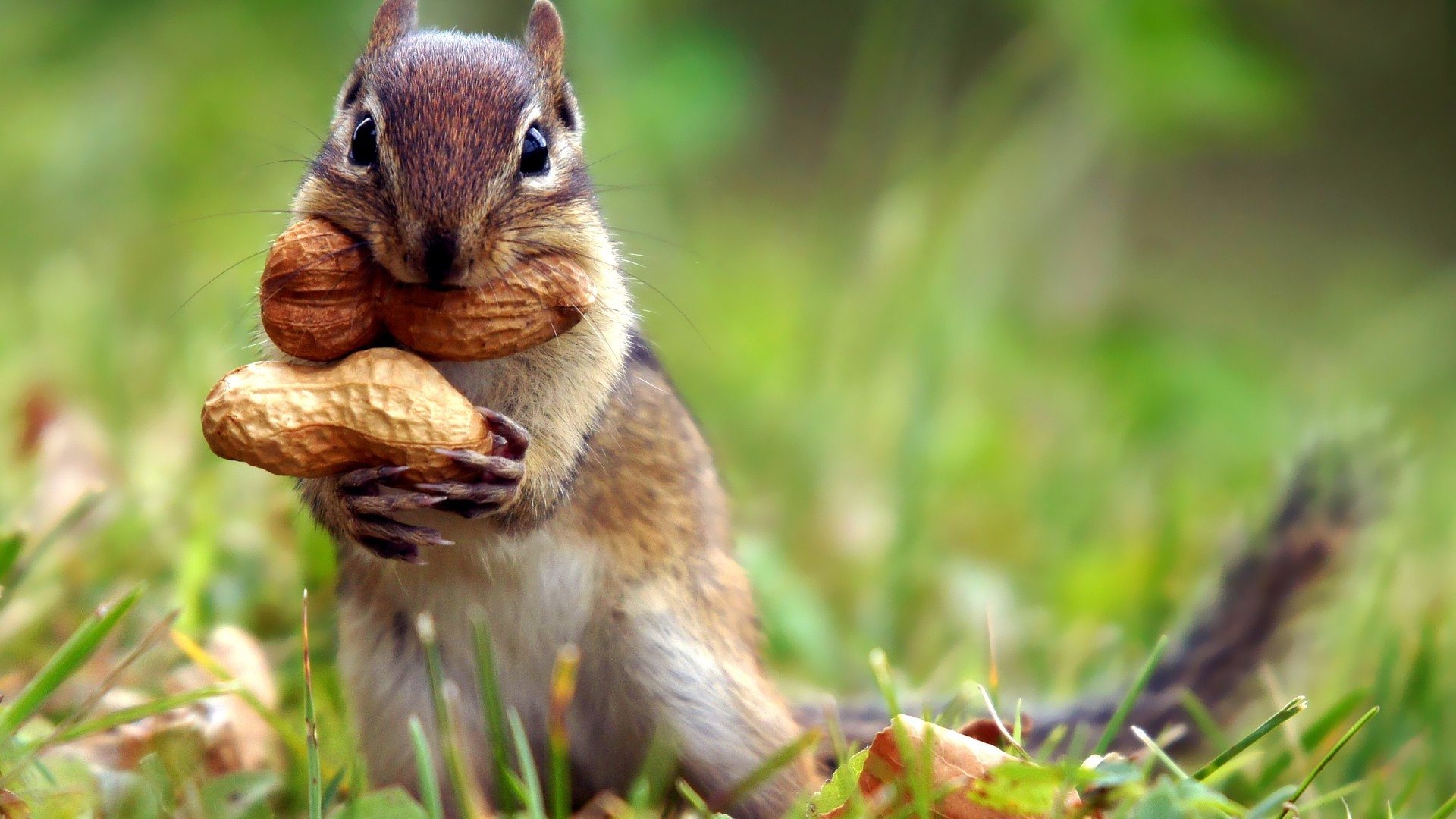 Find out: Squirrel Eating Peanuts wallpaper on http://hdpicorner.com ...