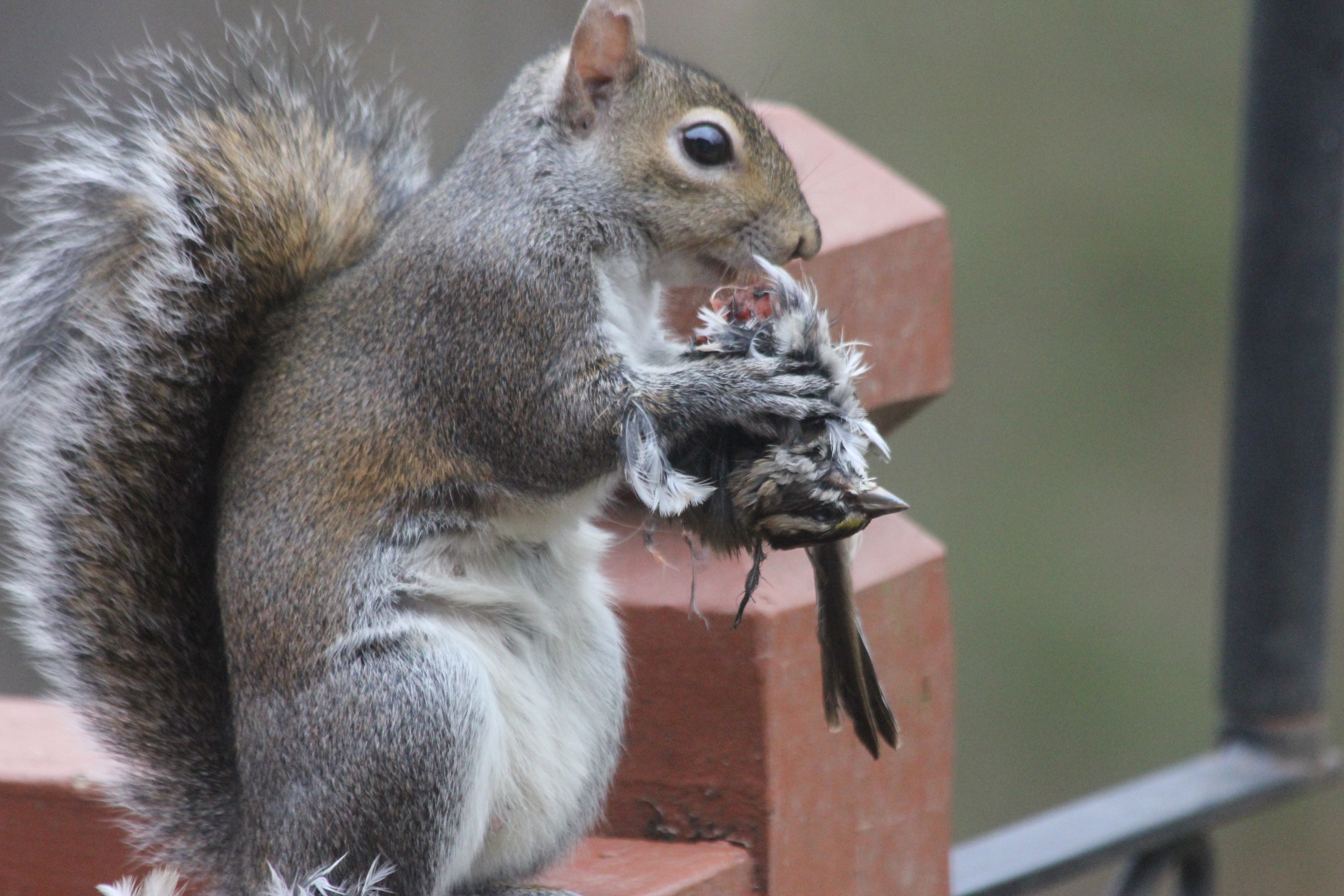 File:Squirrel eating a bird.JPG - Wikimedia Commons