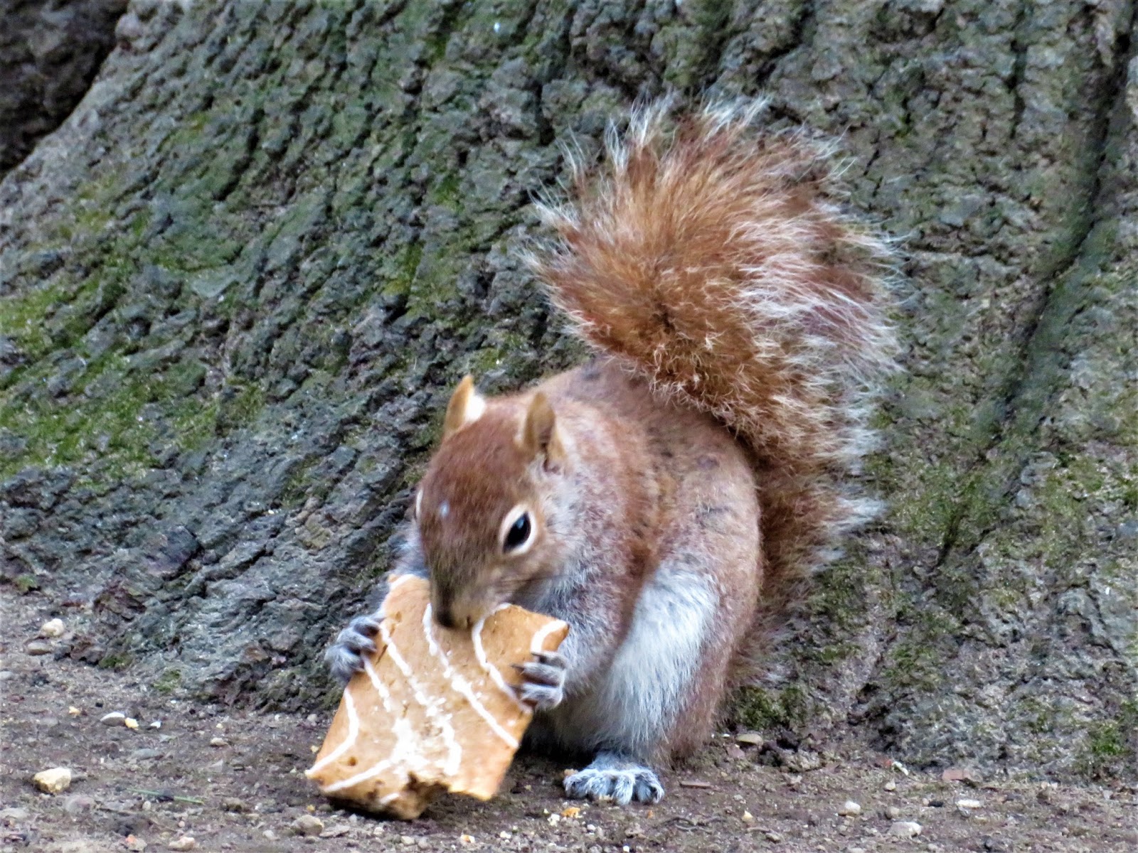 EV Grieve: Today in photos of a squirrel eating a Toaster Strudel in ...
