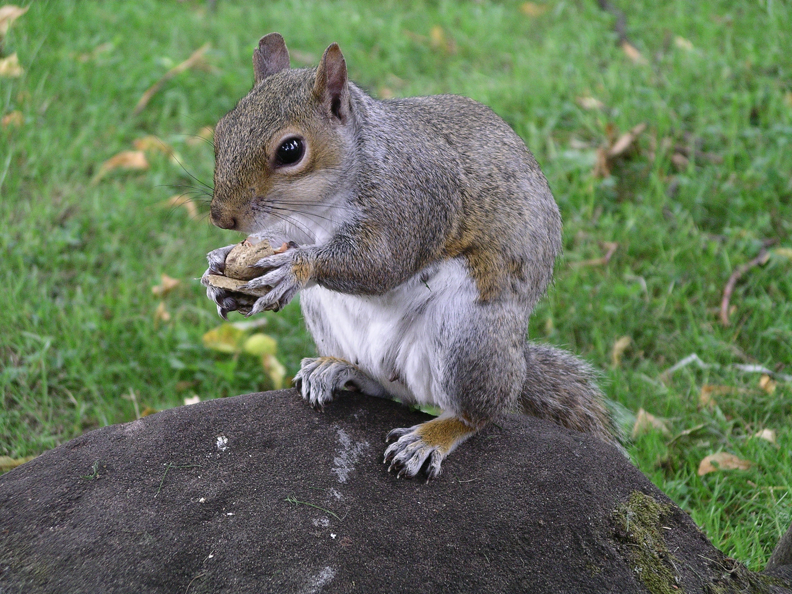 File:Squirrel eating peanut 12u07.JPG - Wikimedia Commons