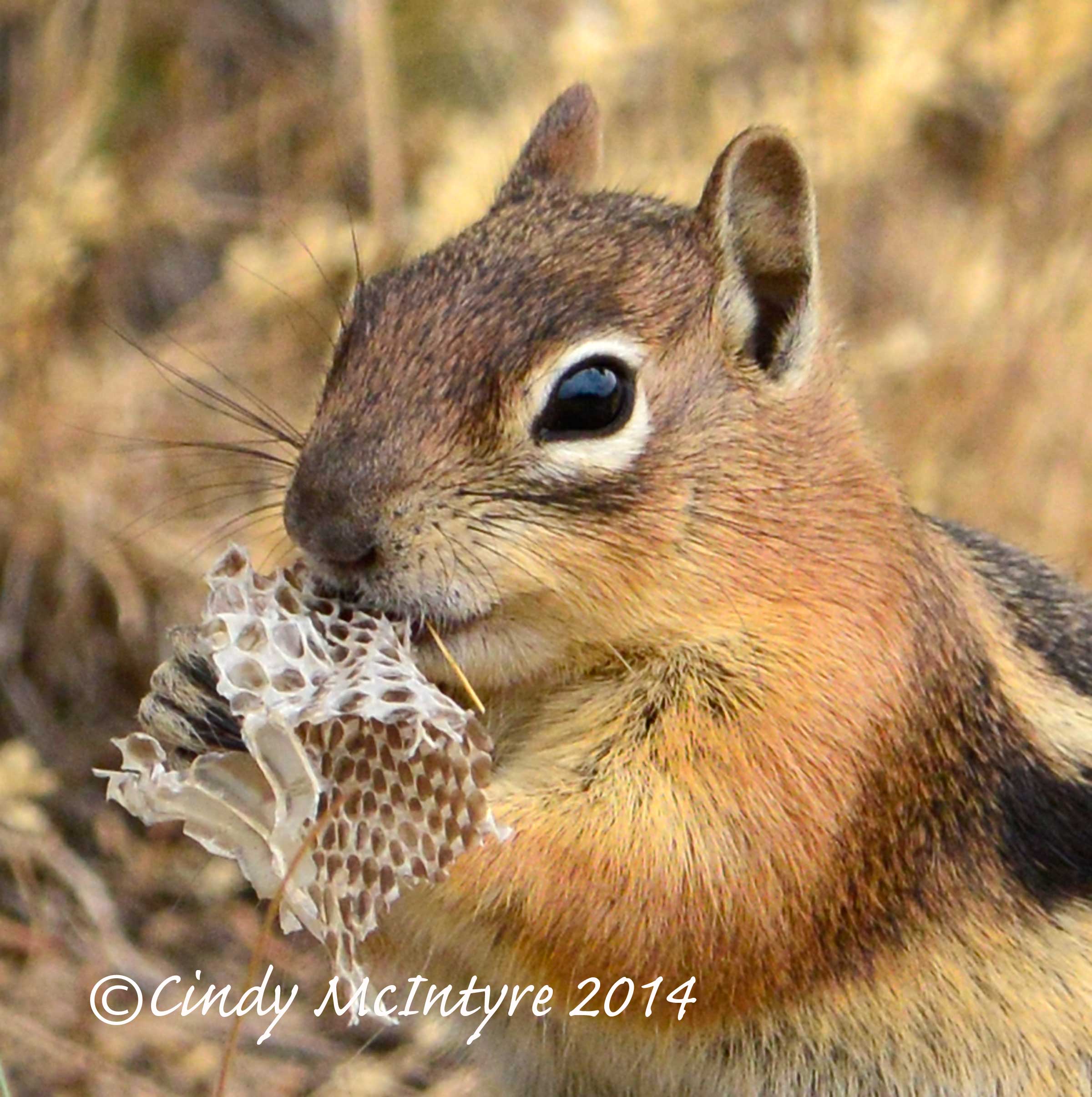 squirrel eating snakeskin | Cindy McIntyre's Blog