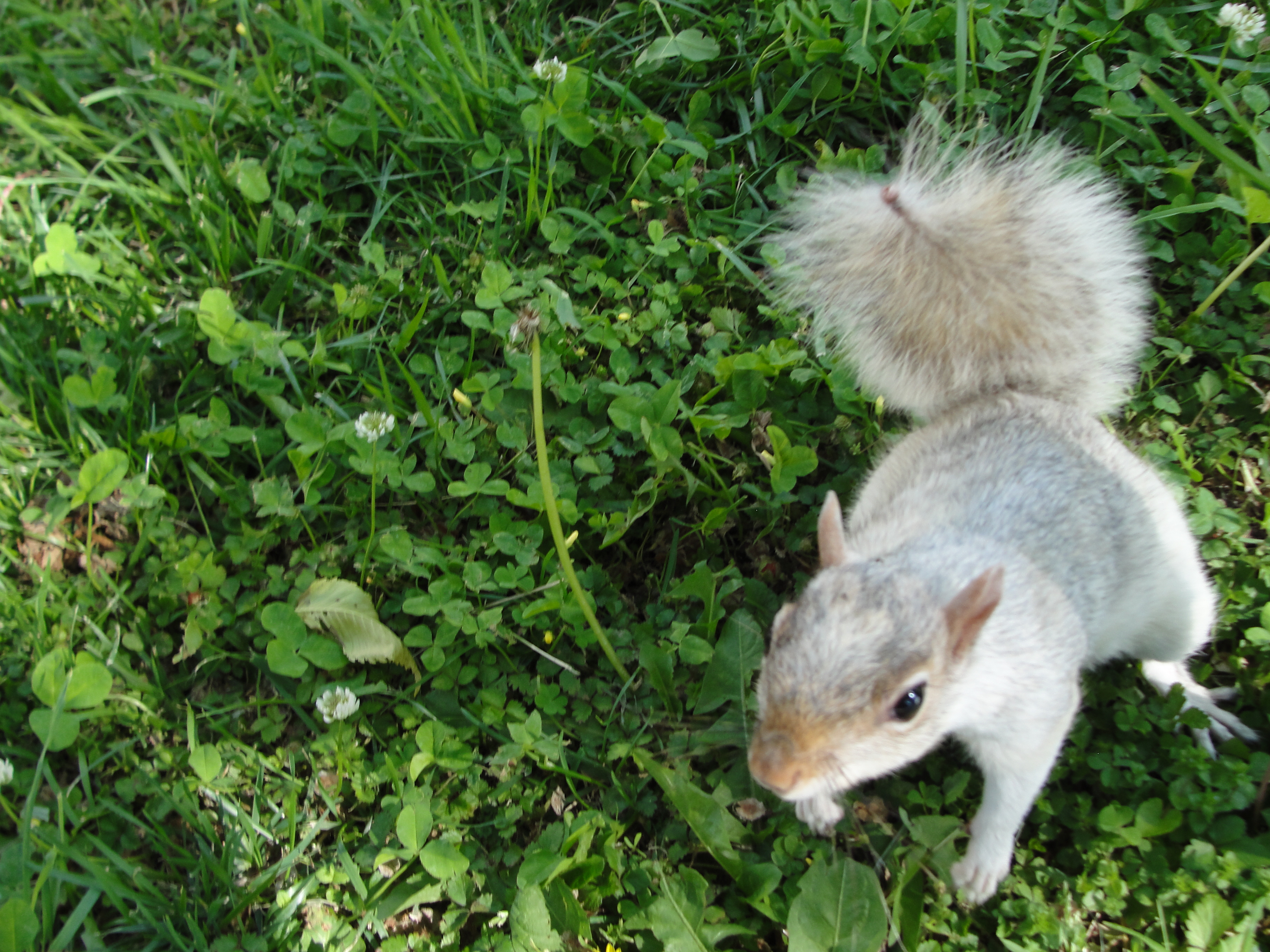 White squirrel encounter « ((little fat notebook))