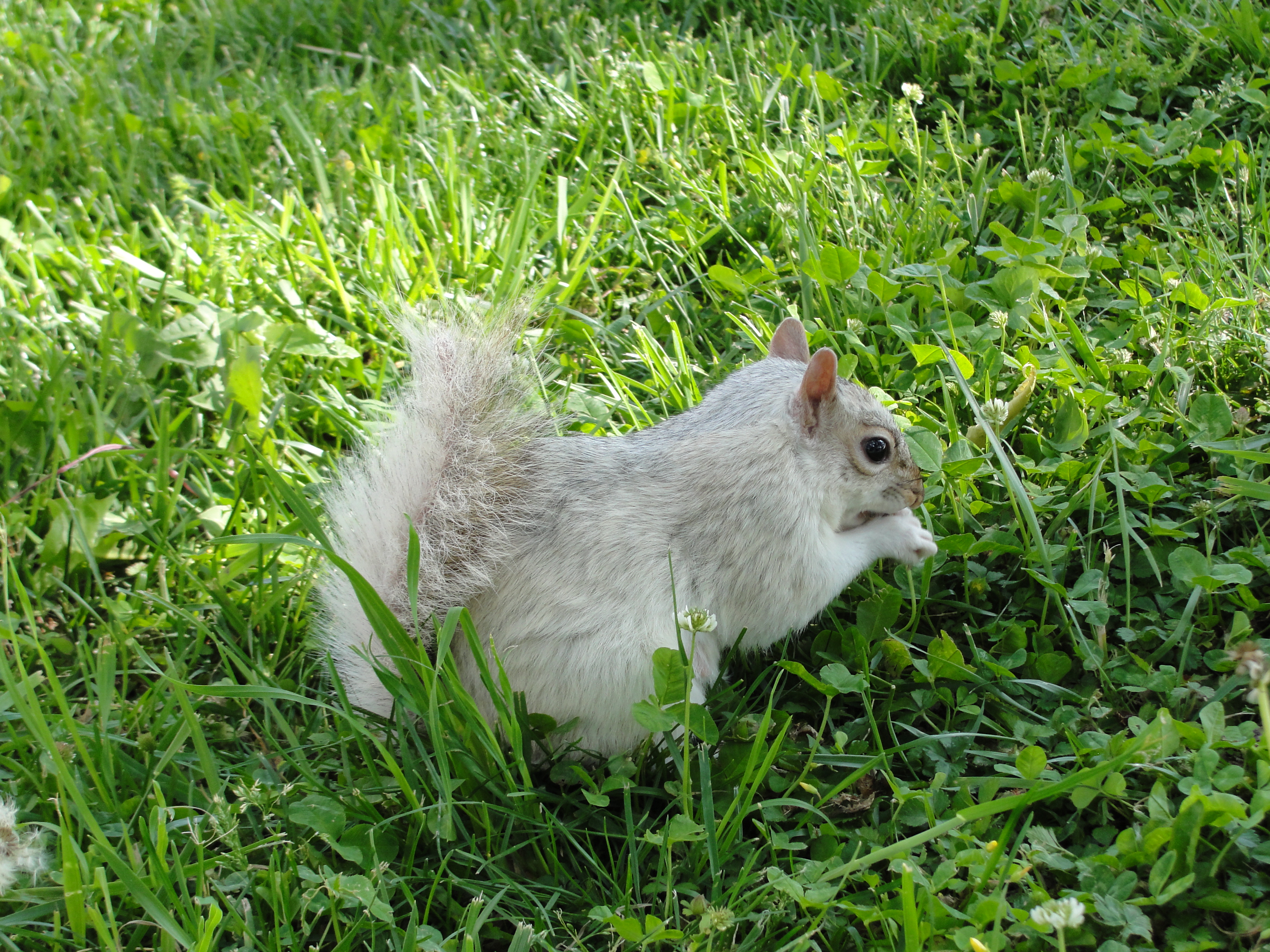 White squirrel encounter « ((little fat notebook))