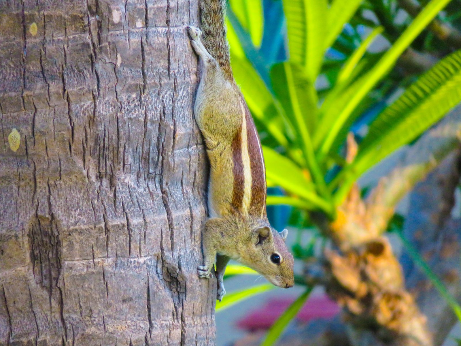 Squirrel Encounter - Free Stock Photos | Life of Pix