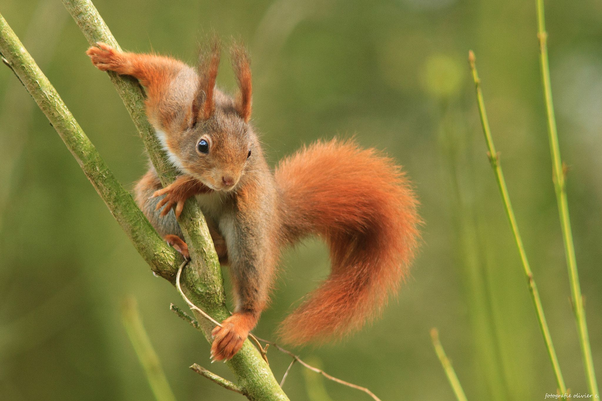 Pin by Tina Giancursio on Squirrels | Pinterest | Red squirrel ...