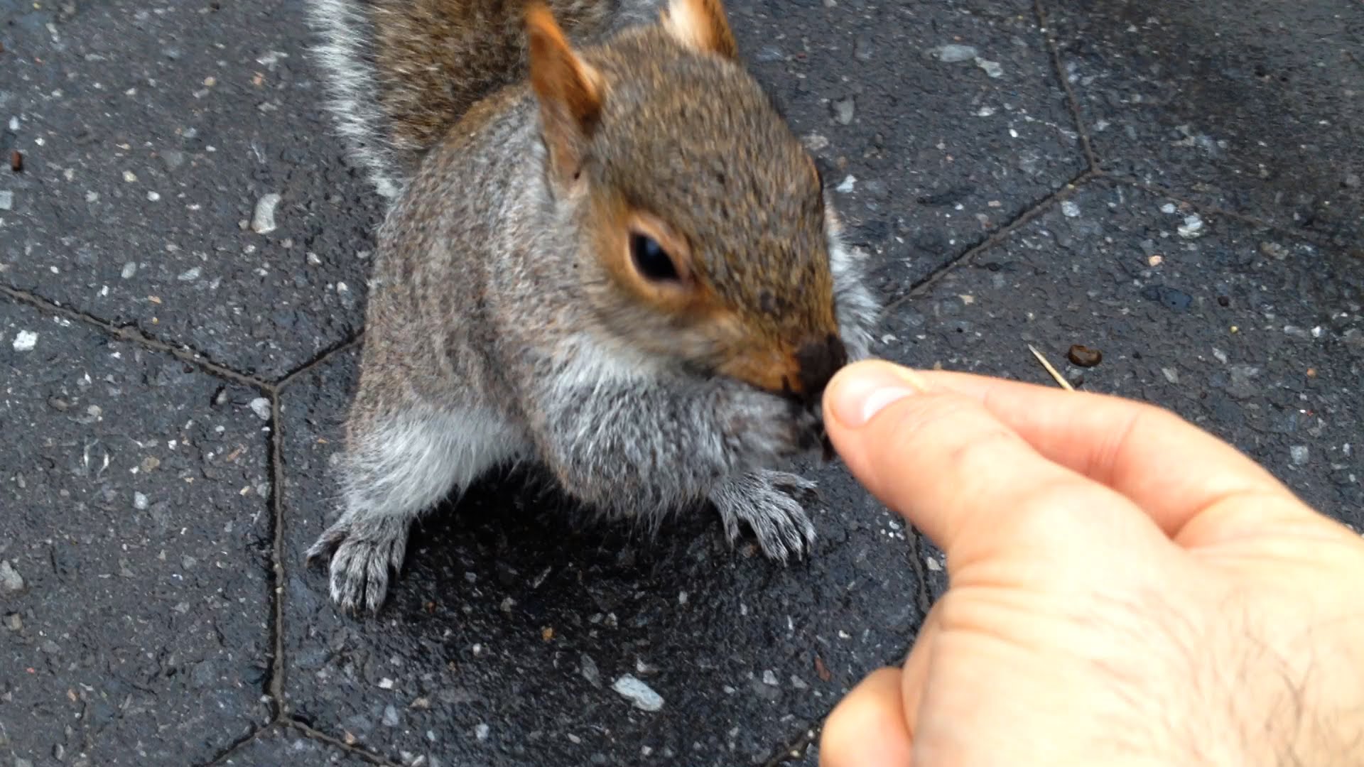 Squirrel feeding photo