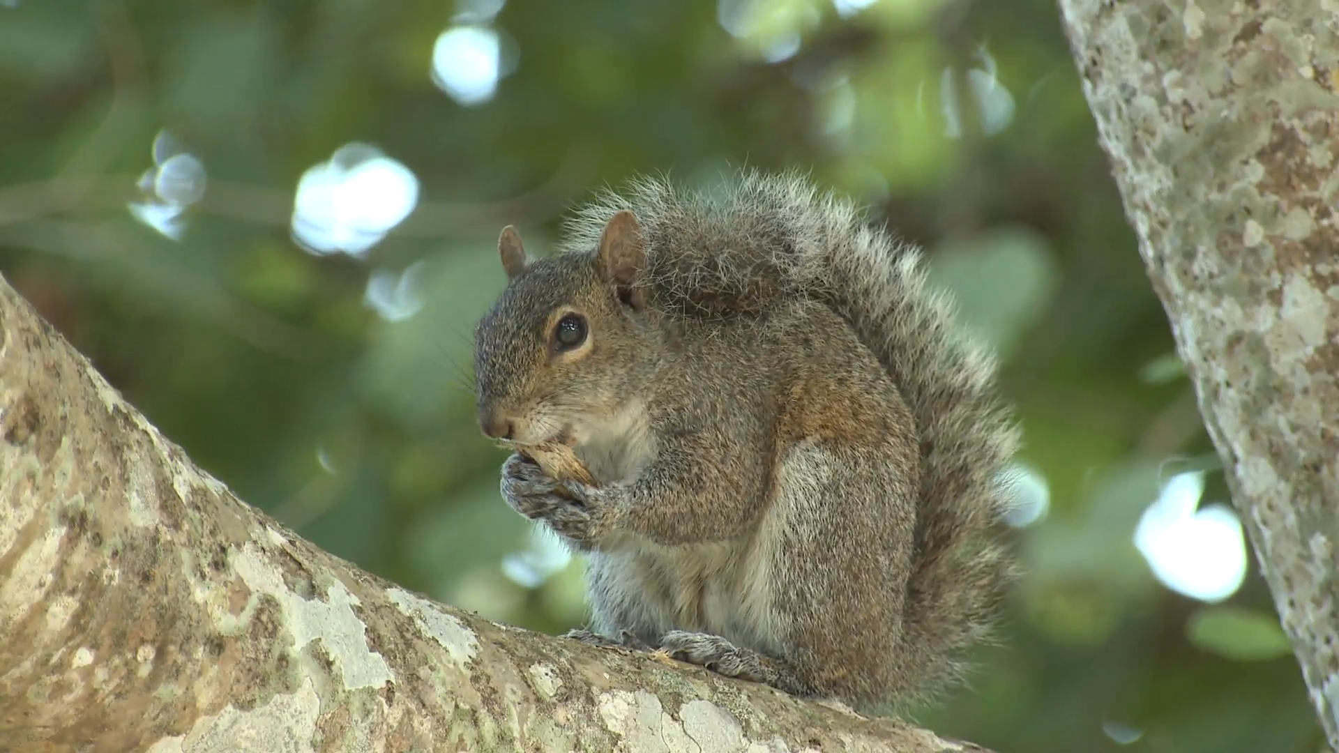 Gray Squirrel Lone Feeding Winter Stock Video Footage - VideoBlocks