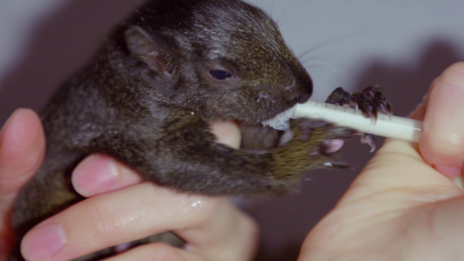 Hand Feeding Formula To Baby Brown Squirrel Close Up Shot Stock ...