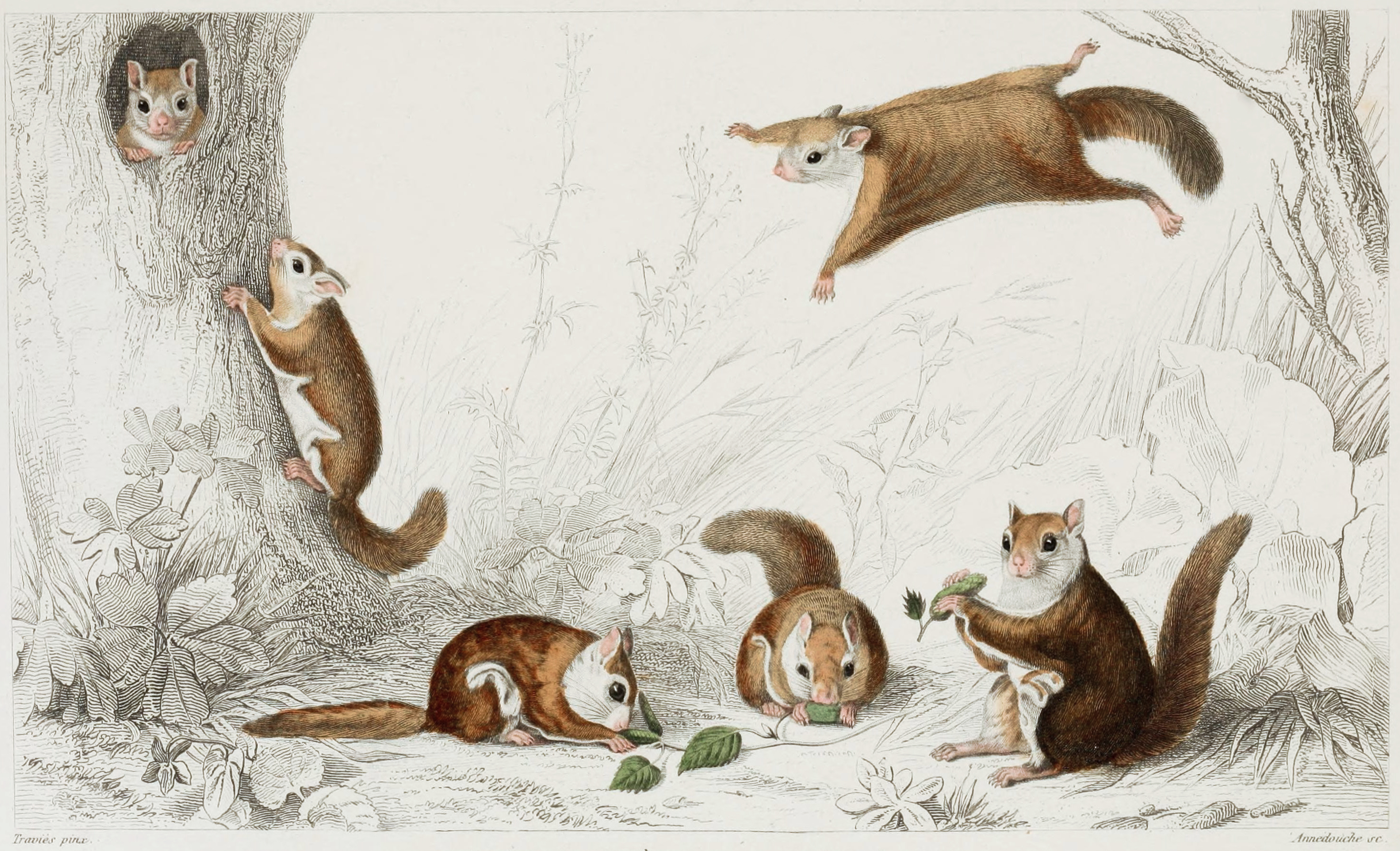 Squirrel illustration photo
