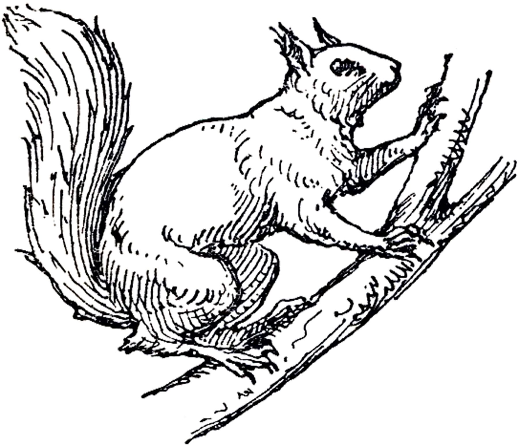 Vintage Squirrel Illustration | Squirrel illustration, Squirrel and ...