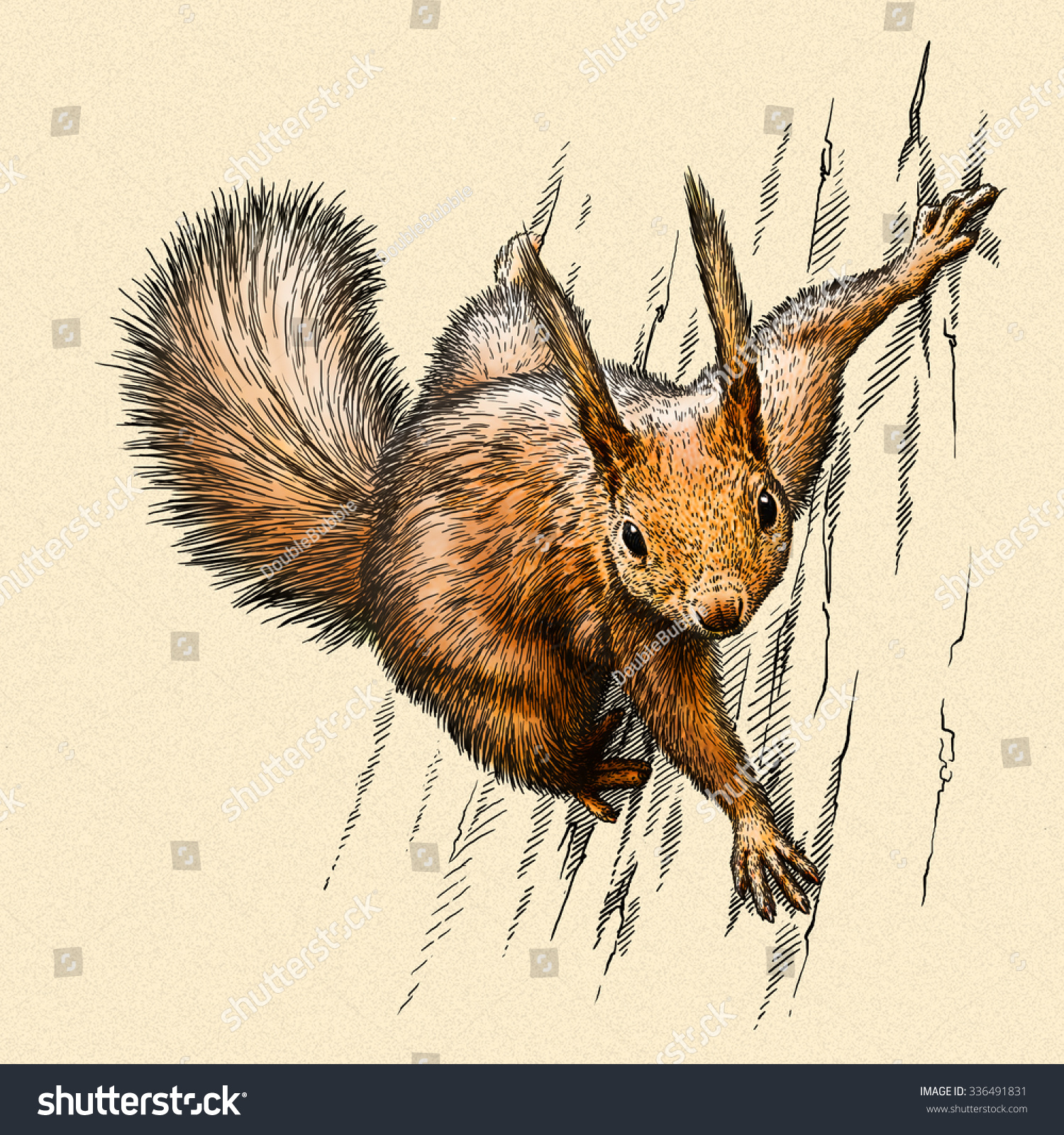 Engrave Squirrel Illustration Stock Illustration 336491831 ...