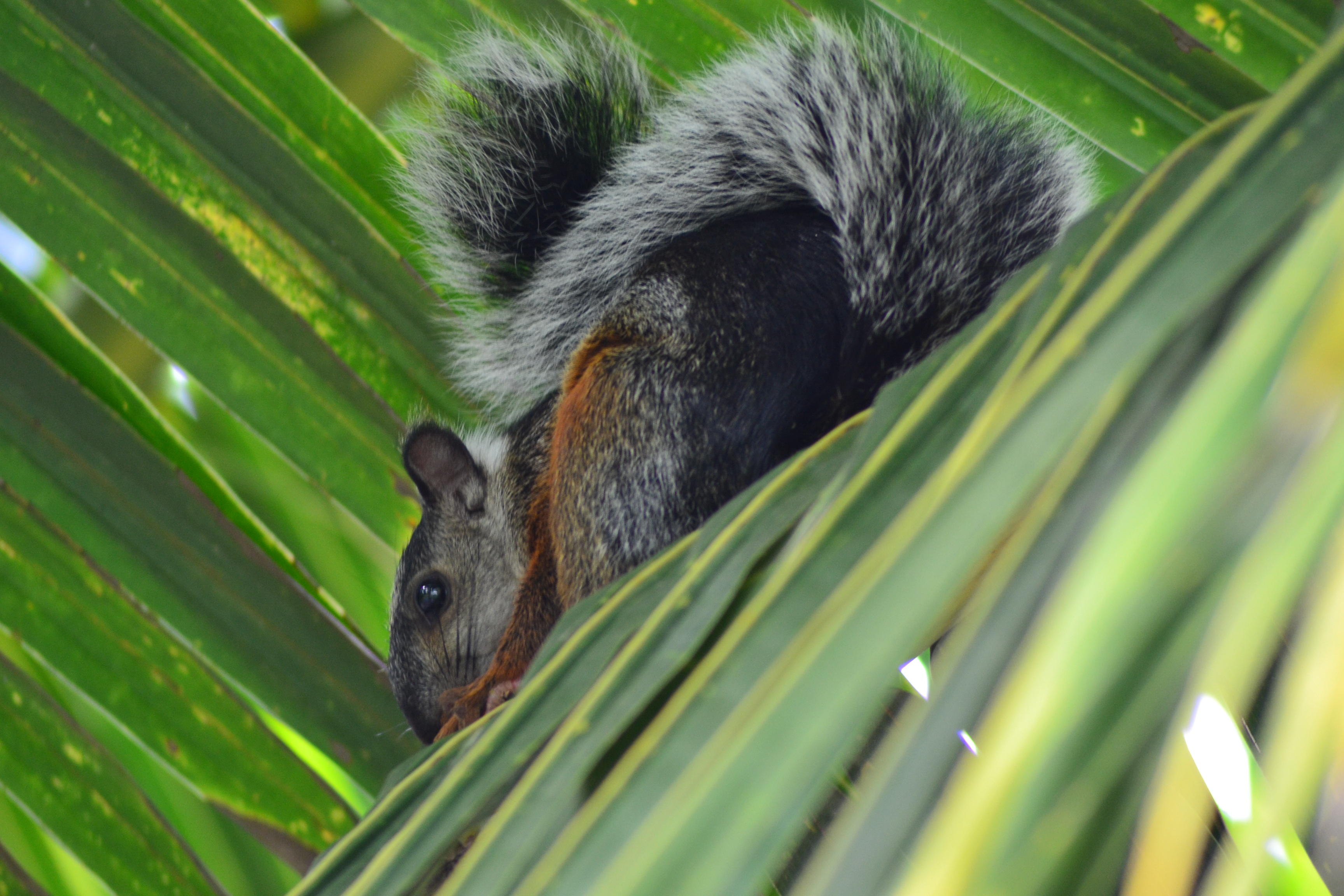 Squirrel in a palm tree photo