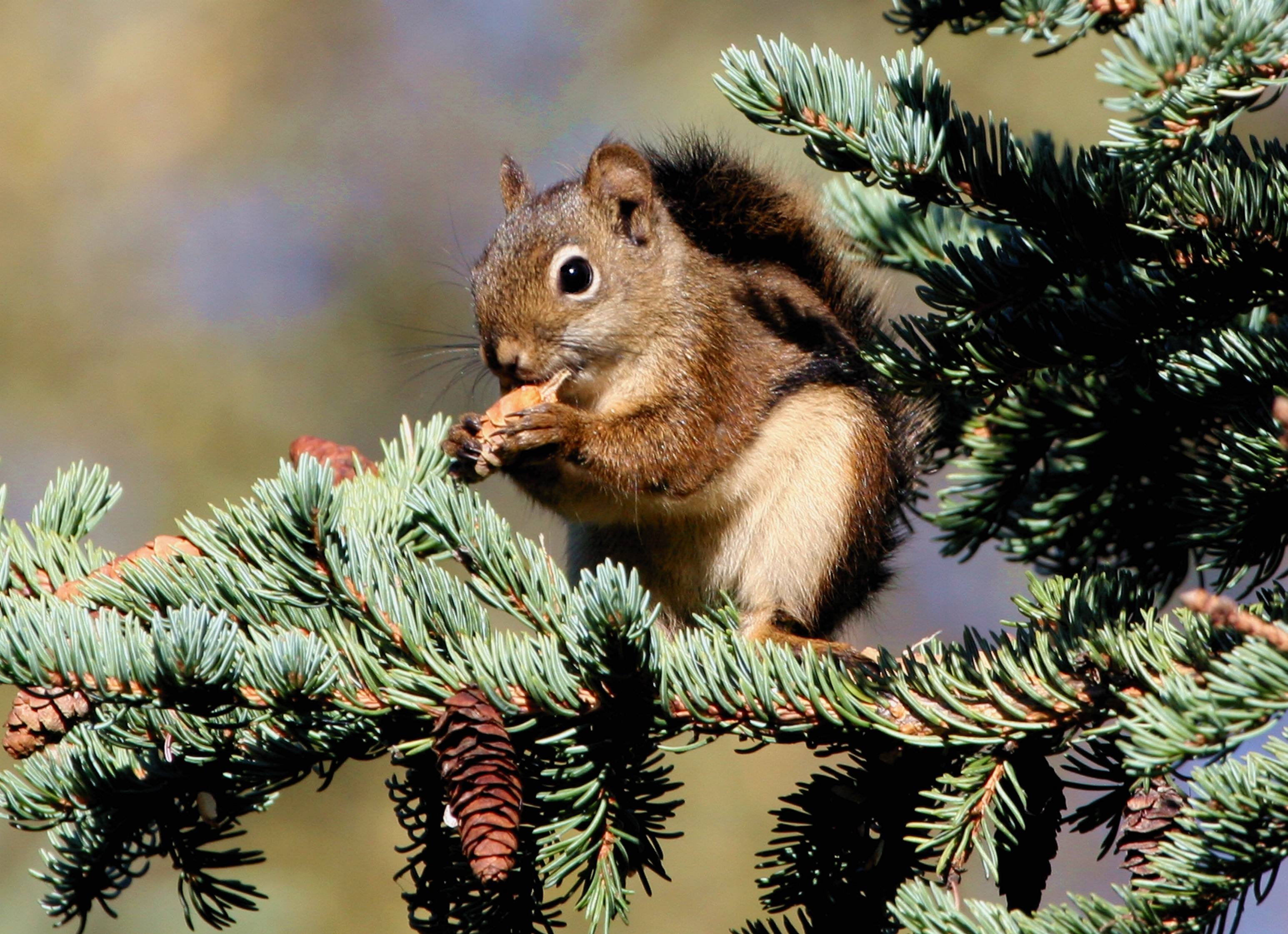 Nutcrackers and Squirrels, Farmers of the Forests - Wild About Utah