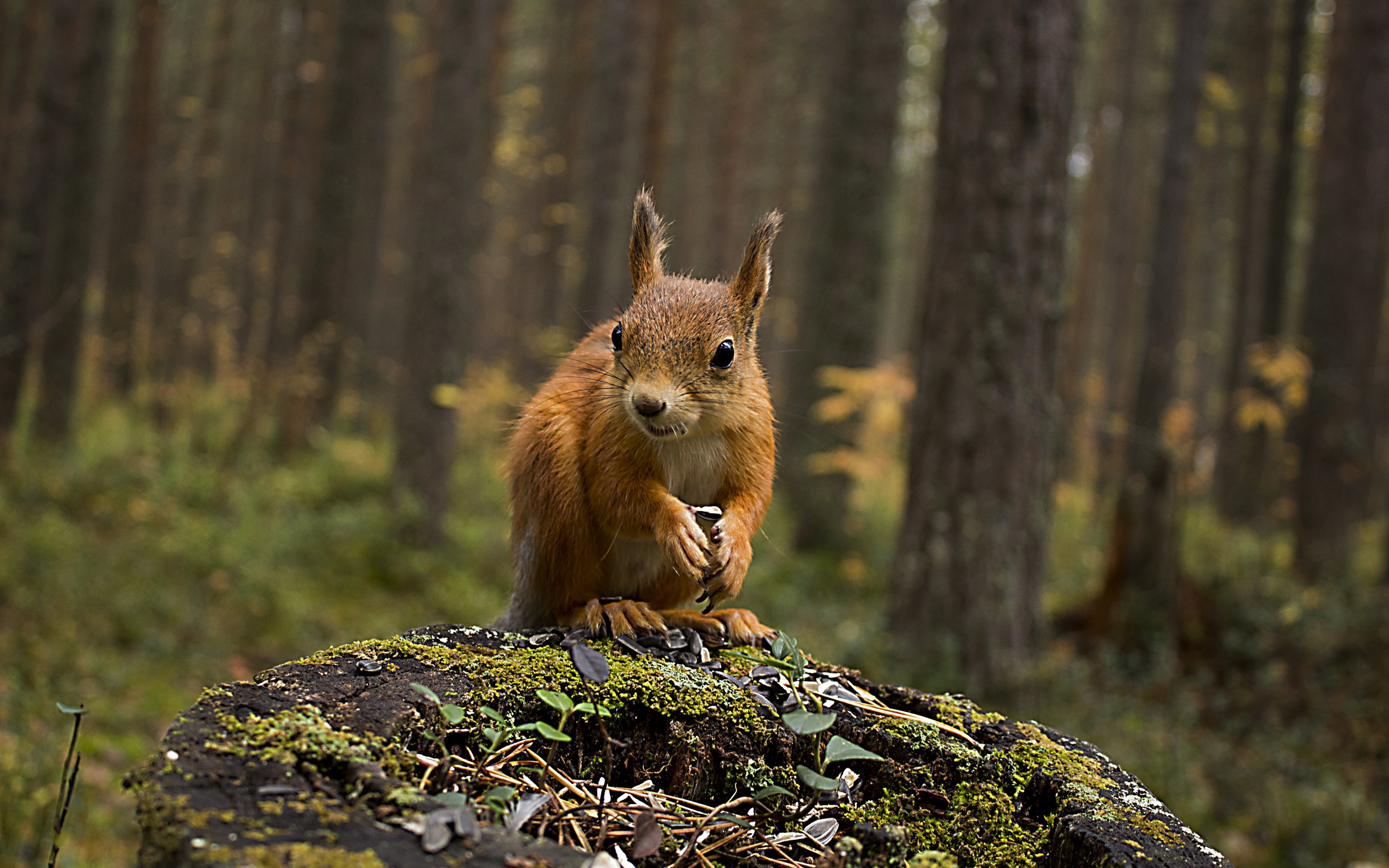 Squirrel in forest wallpaper | animals | Wallpaper Better