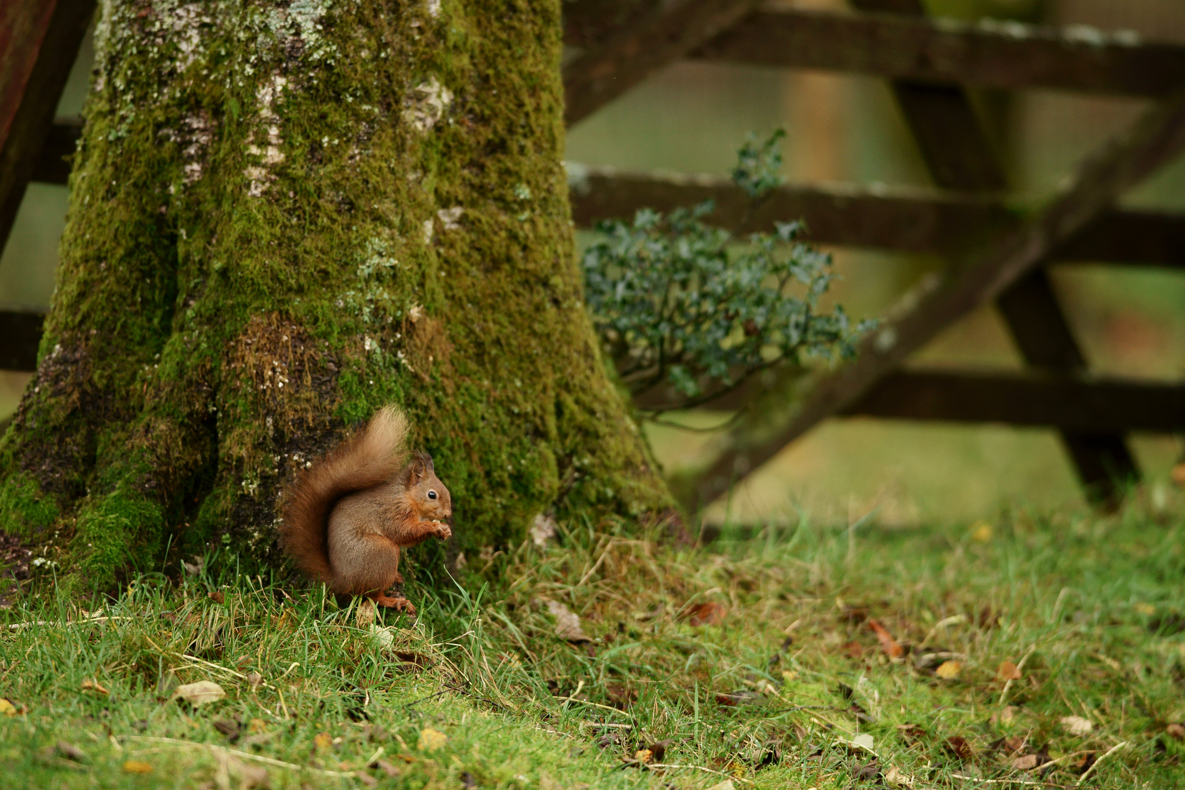 File:Baby Squirrel, seen at Forest How.jpg - Wikimedia Commons