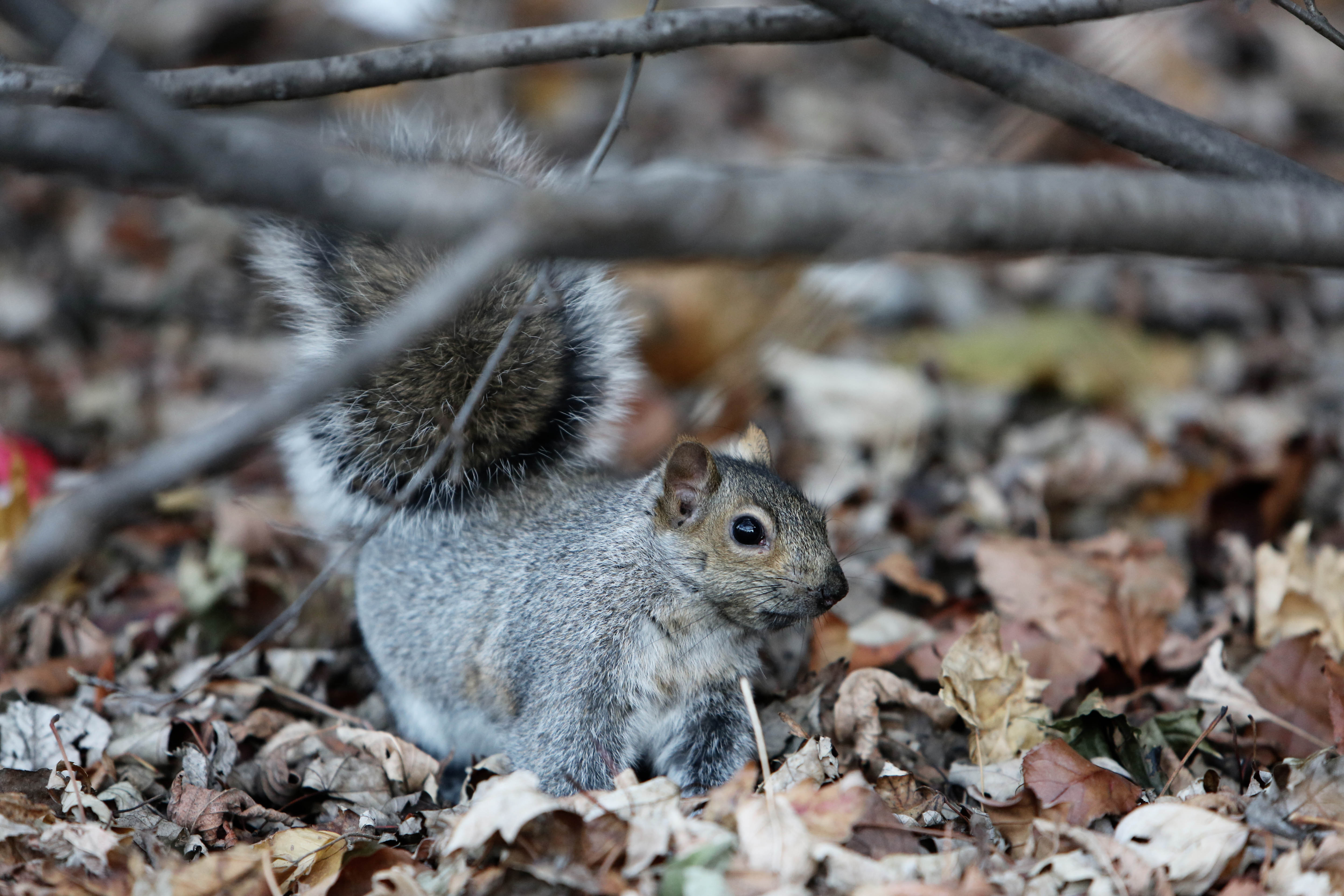 Squirrel In Forest, Animal, Forest, Leaf, Nature, HQ Photo