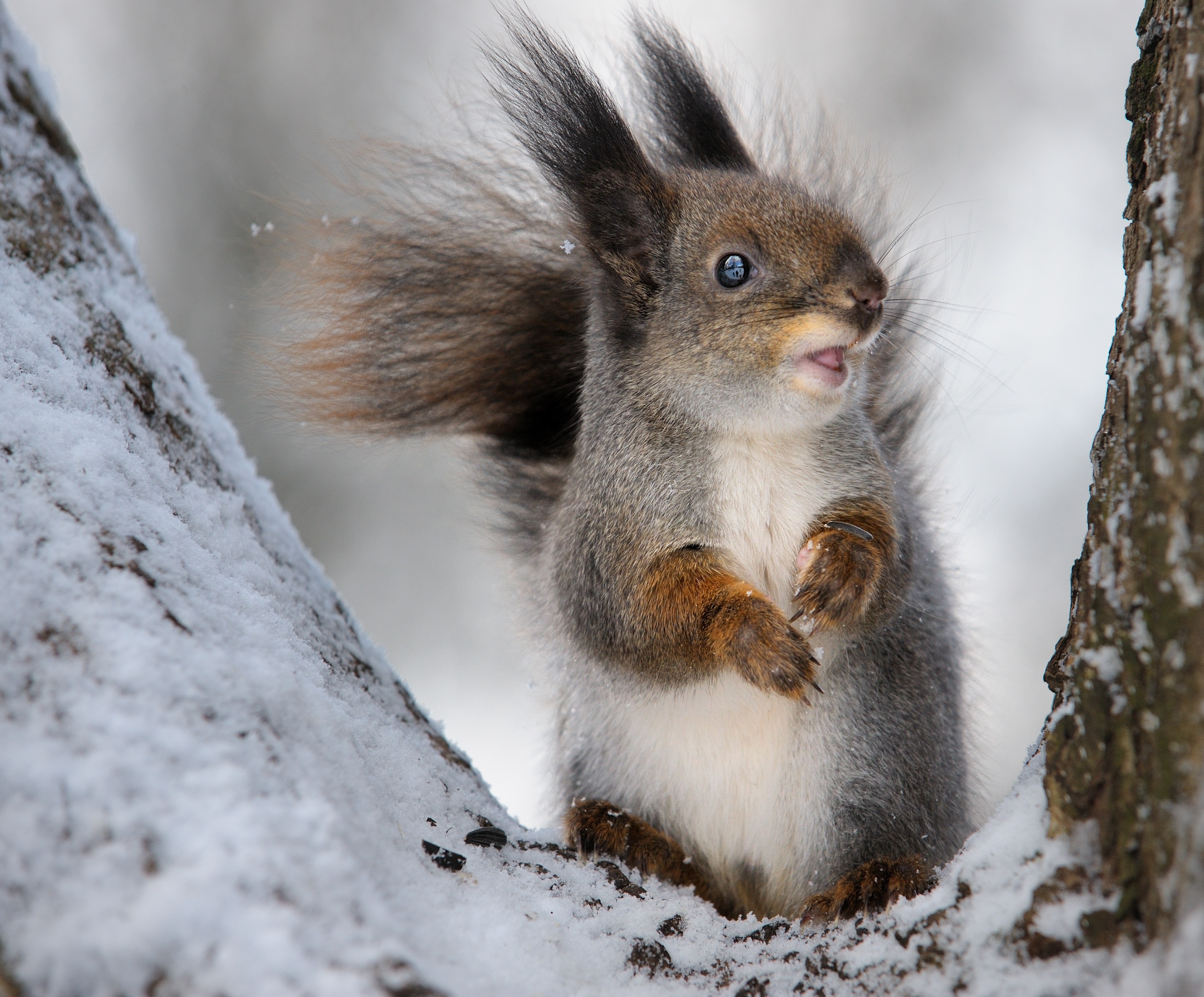 Squirrel in winter photo