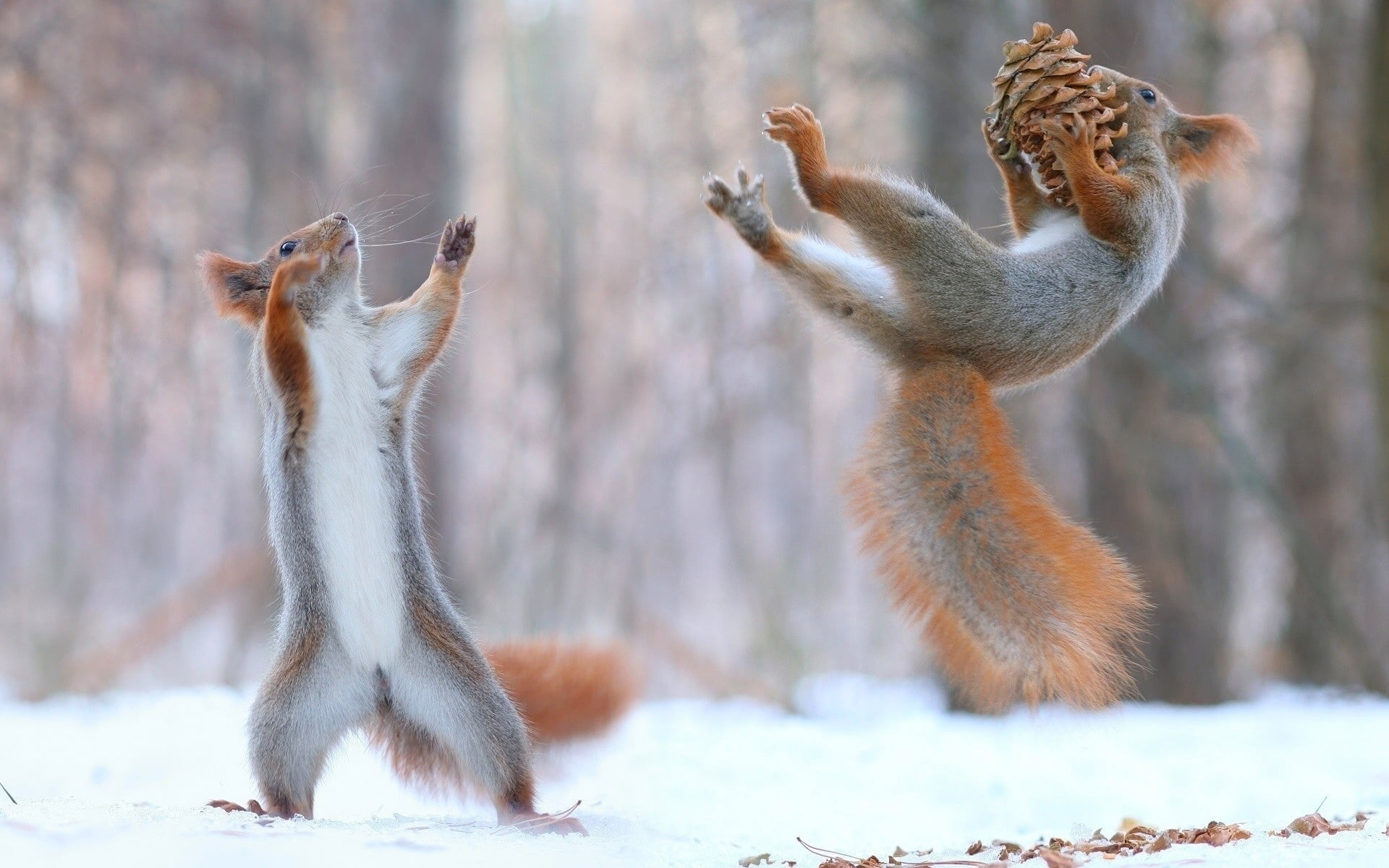 Shallow focus photography of two brown squirrel during winter HD ...