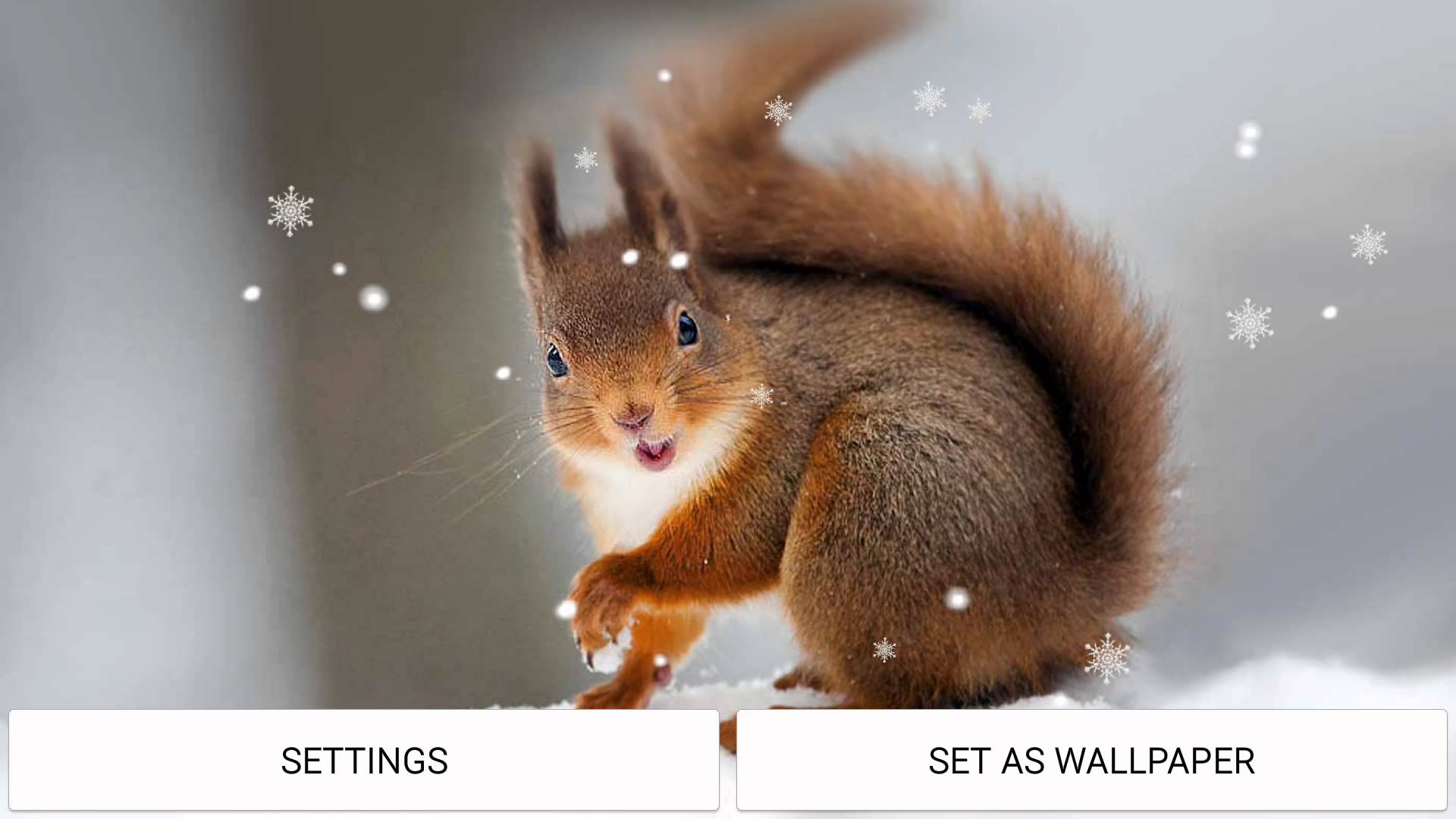 Winter Squirrel live wallpaper - YouTube