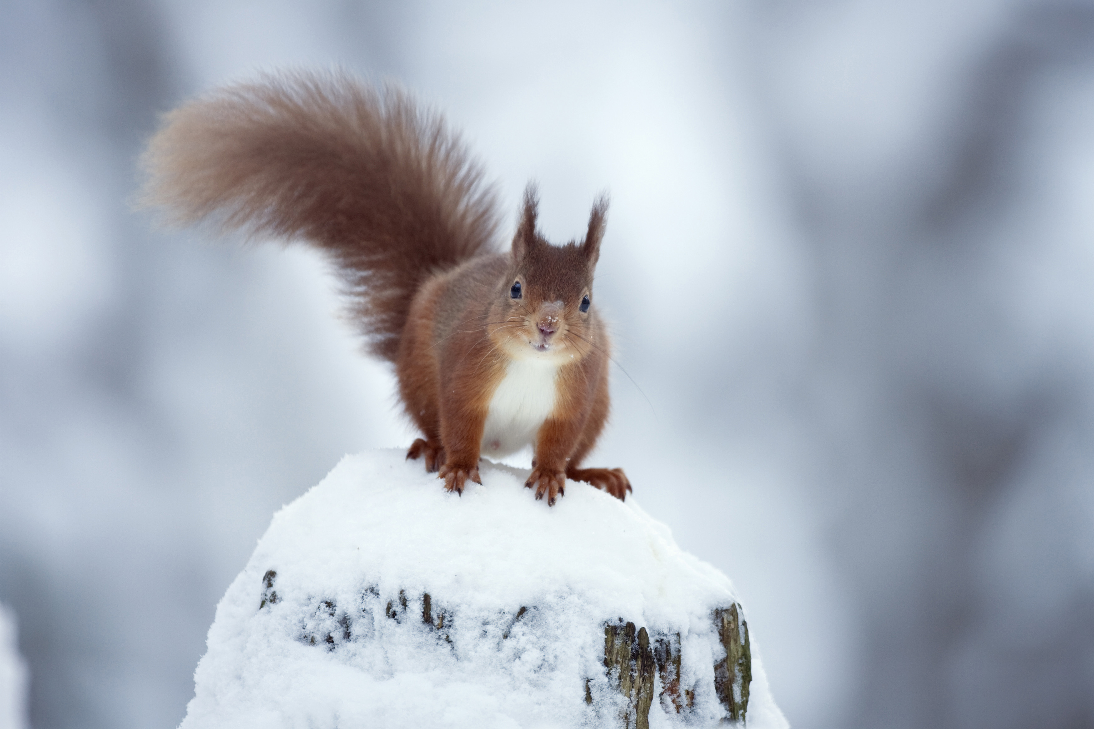 Podobny obraz | animal :) | Pinterest | Red squirrel, Squirrel and ...