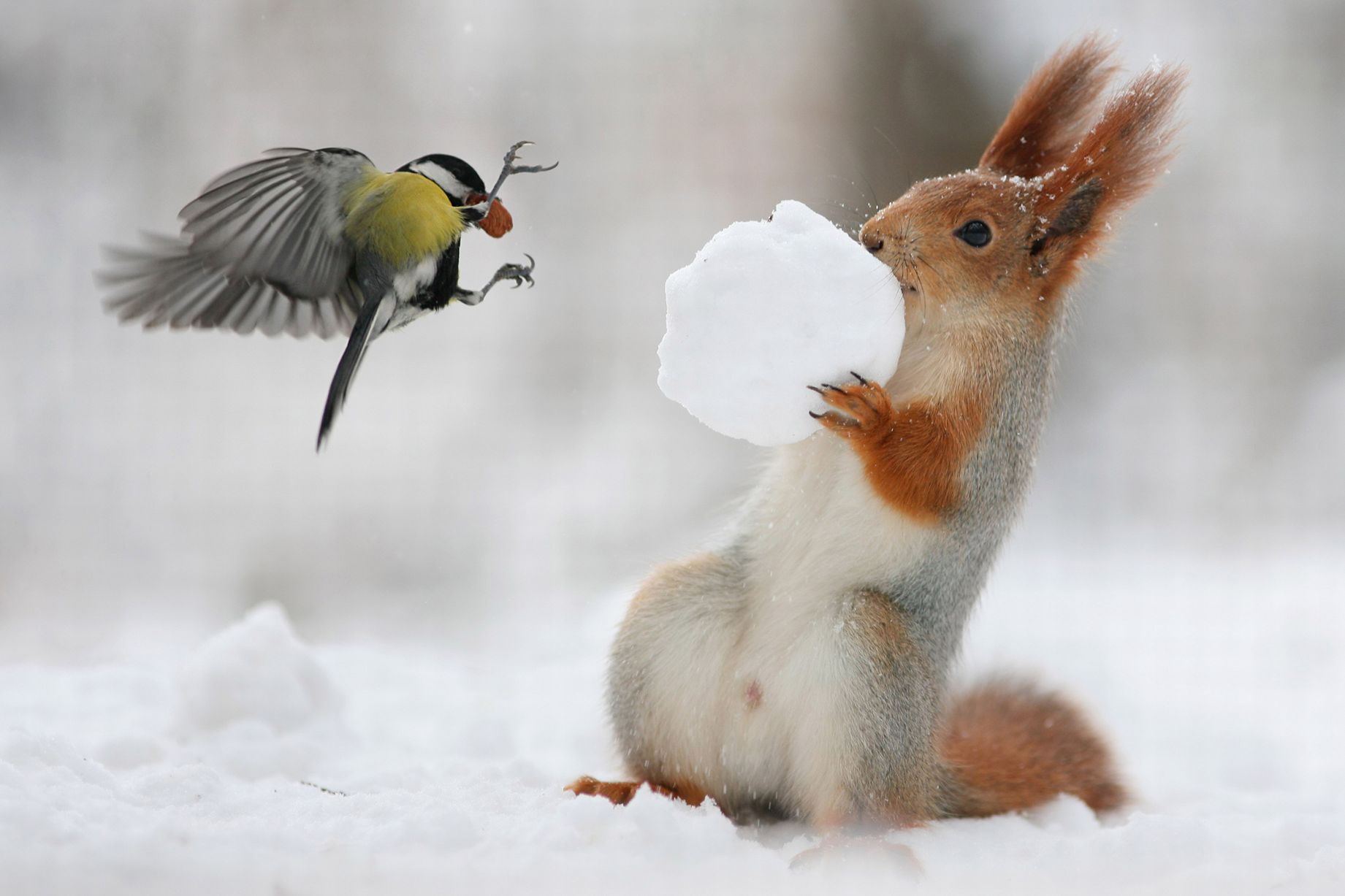 Oh nuts! Cheeky bird steals winter treat from right under squirrel's ...