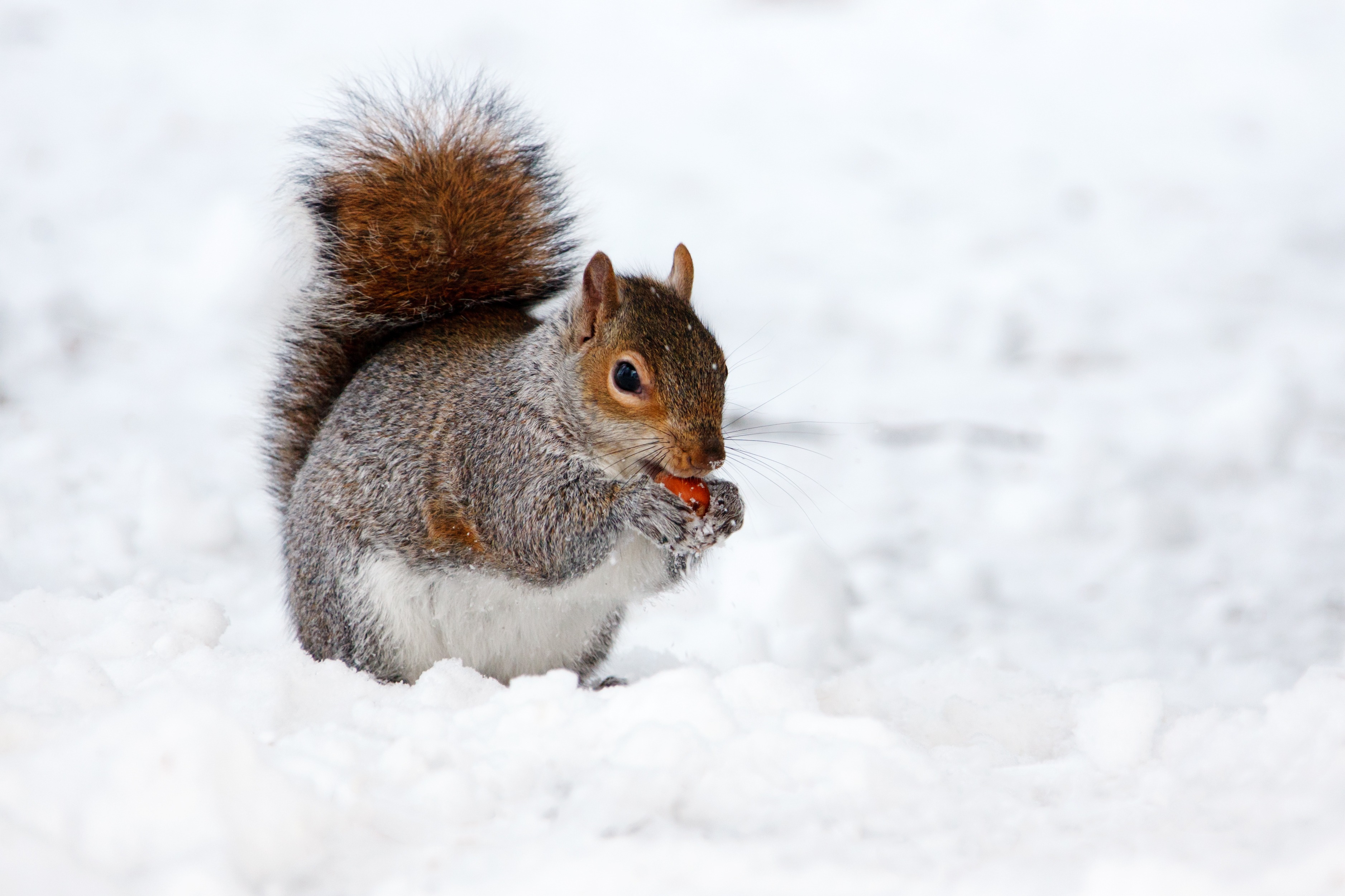 Squirrel in winter photo