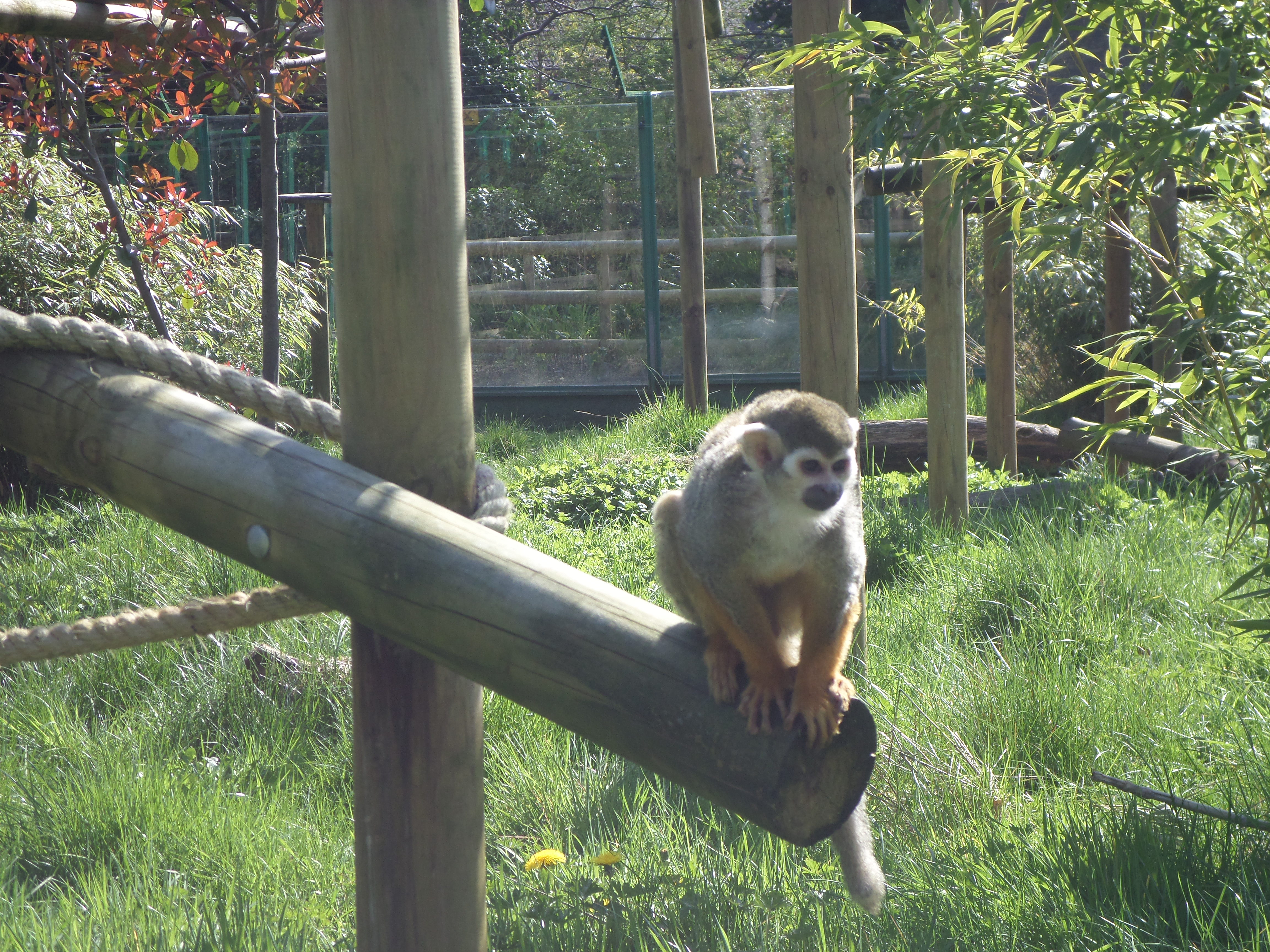 Squirrel monkey photo