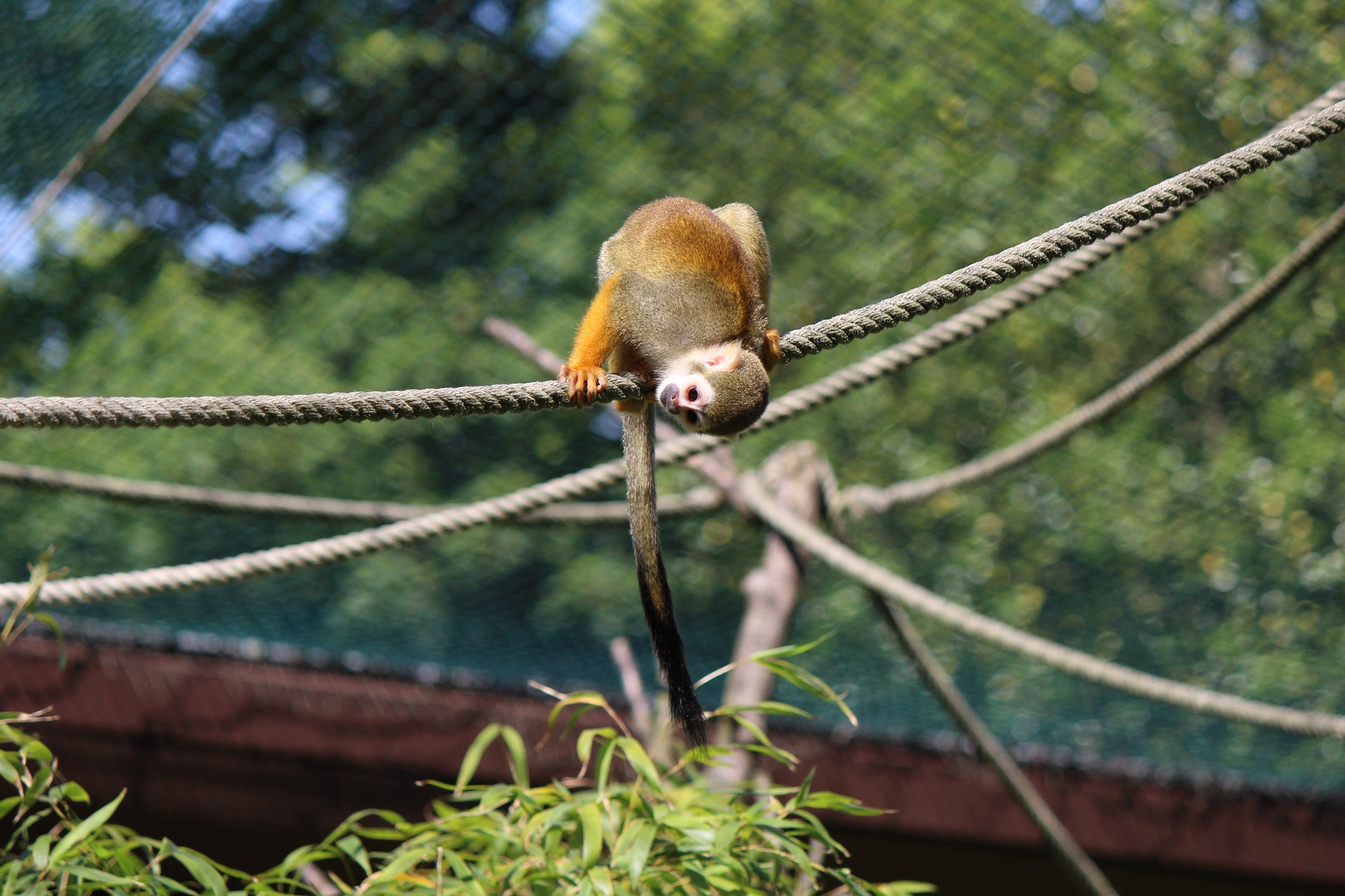 Squirrel monkey photo