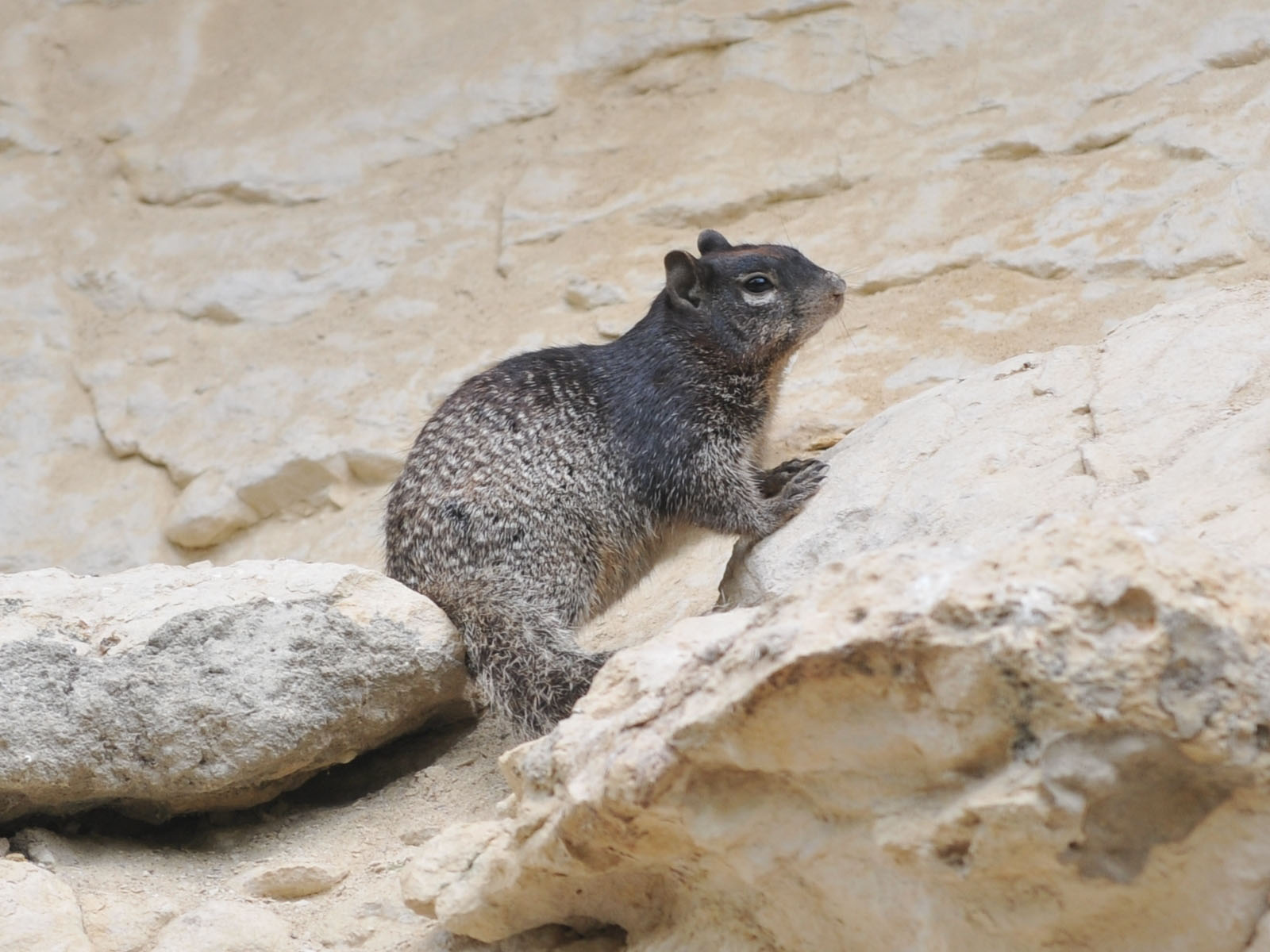 The Online Zoo - Rock Squirrel