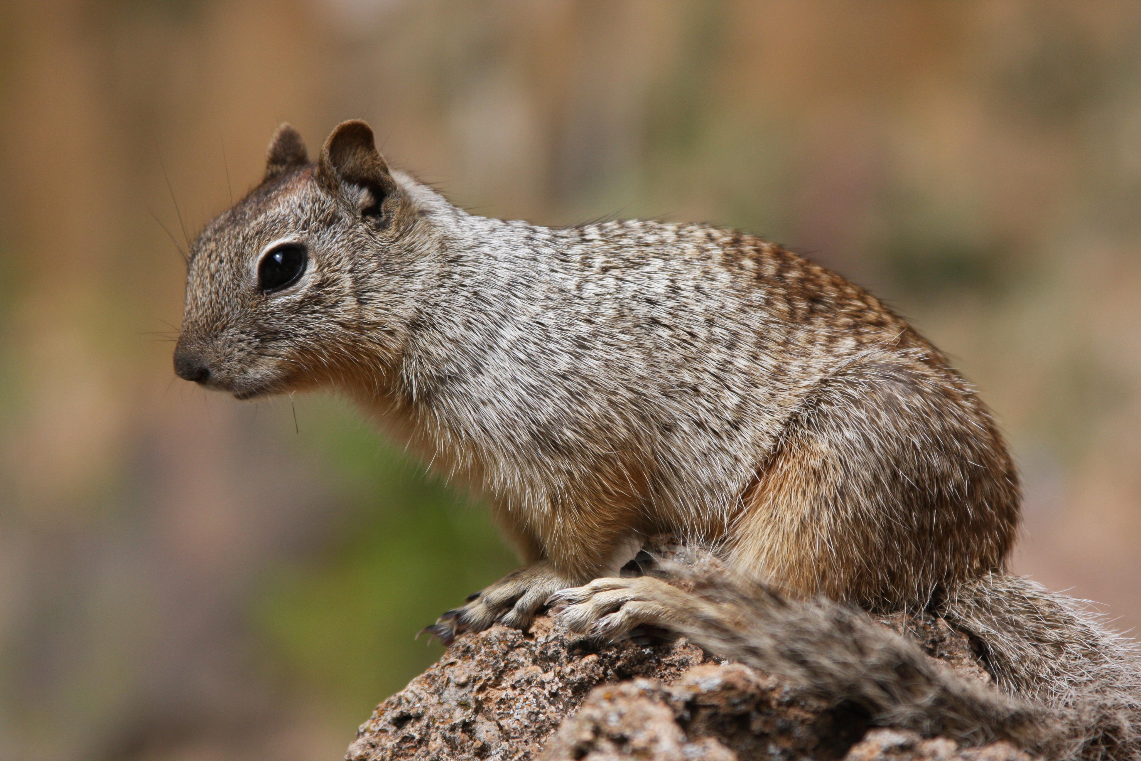 rock squirrel : Photos, Diagrams & Topos : SummitPost