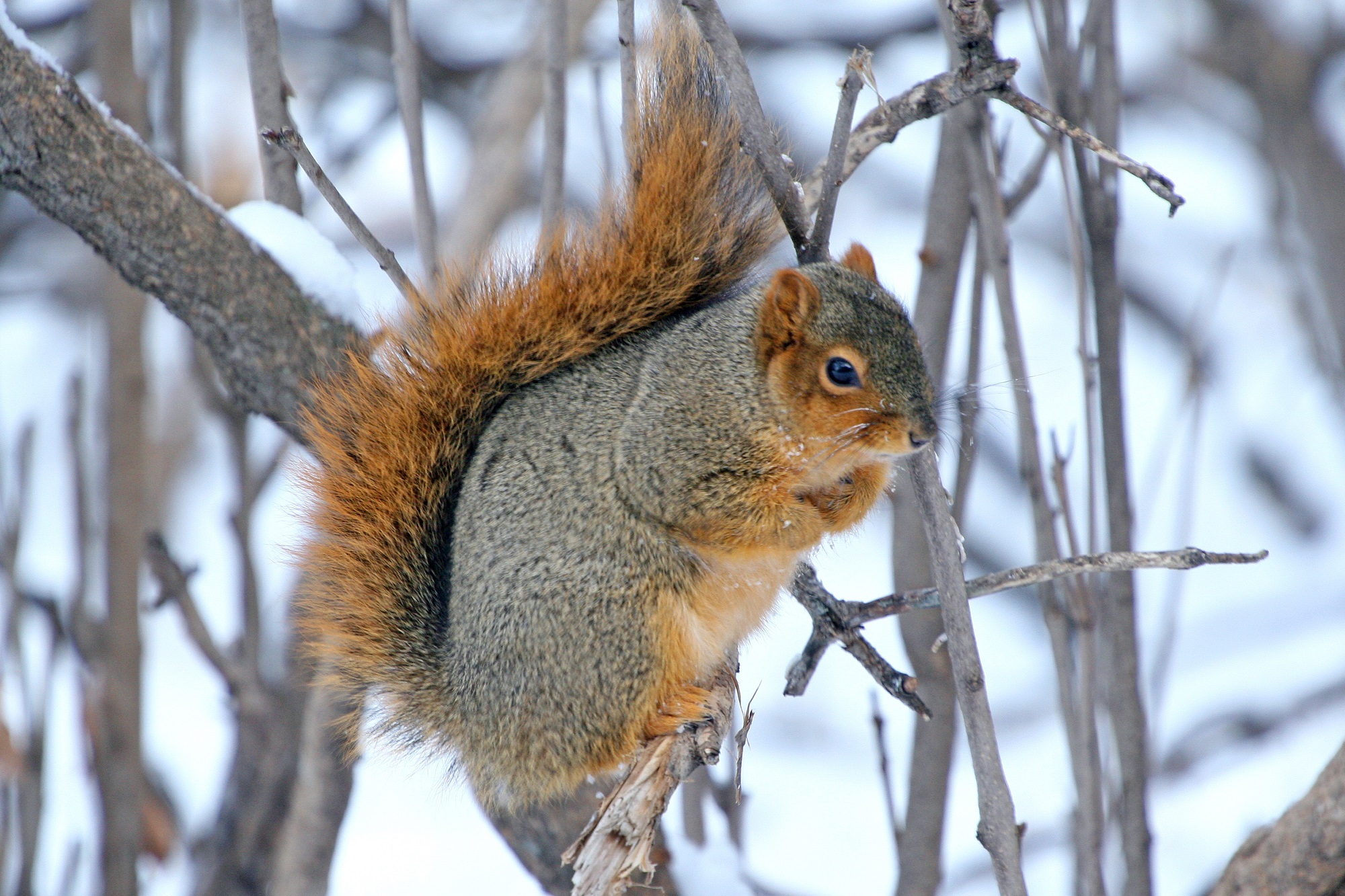 Squirrel on the branch photo