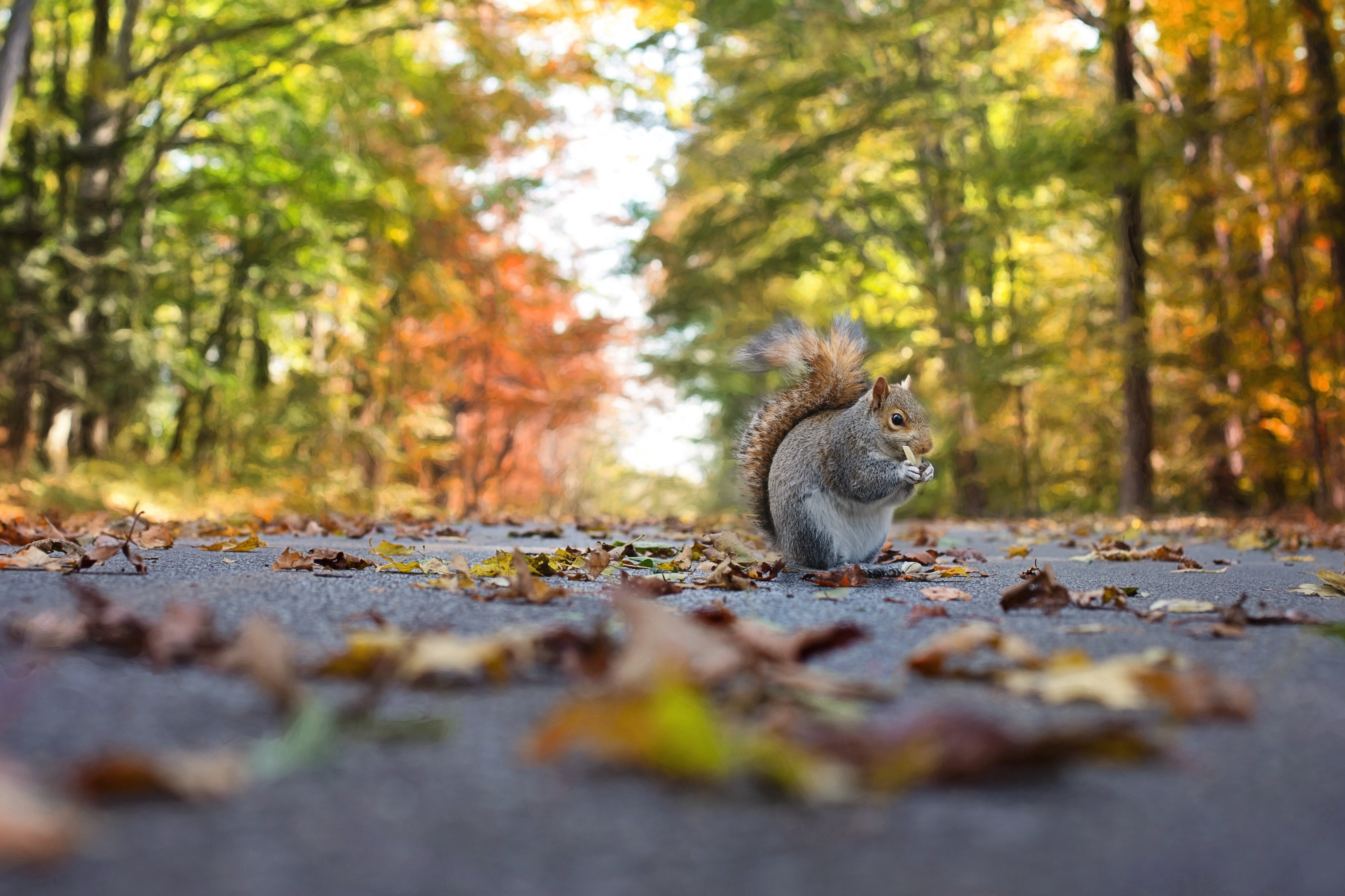 Squirrel on the road photo