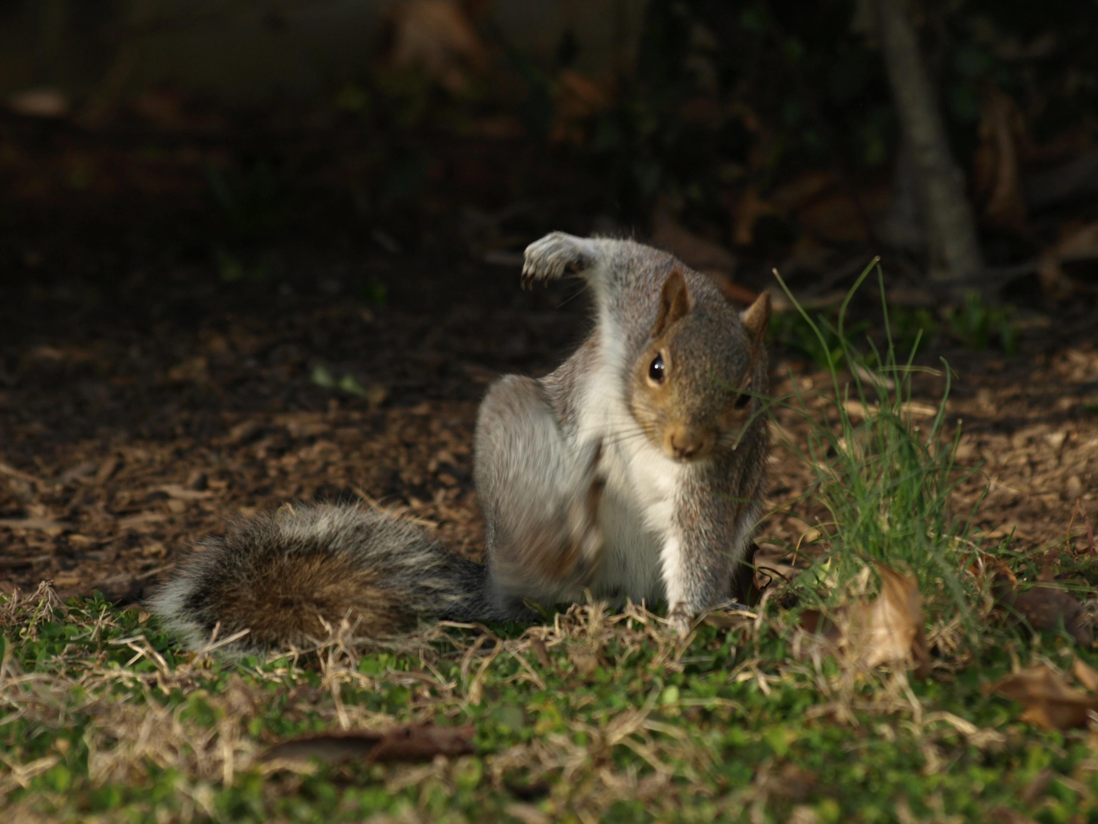 Squirrel Photographed in Heroic Pose Becomes Star of Hilarious ...